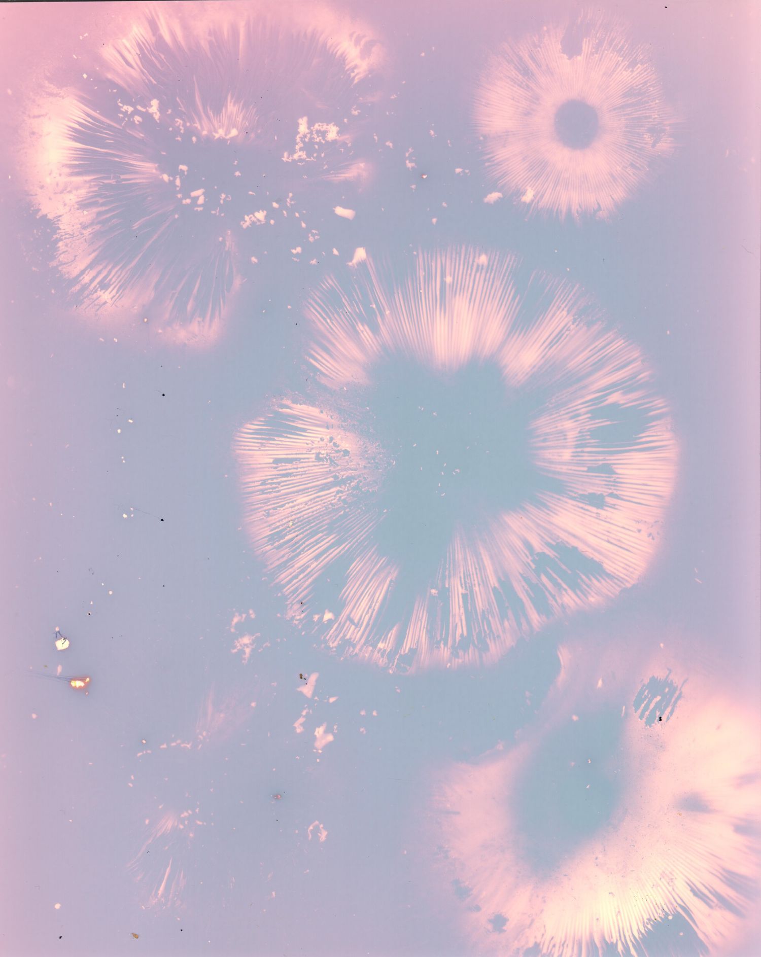 Lumen print of mushroom spores
