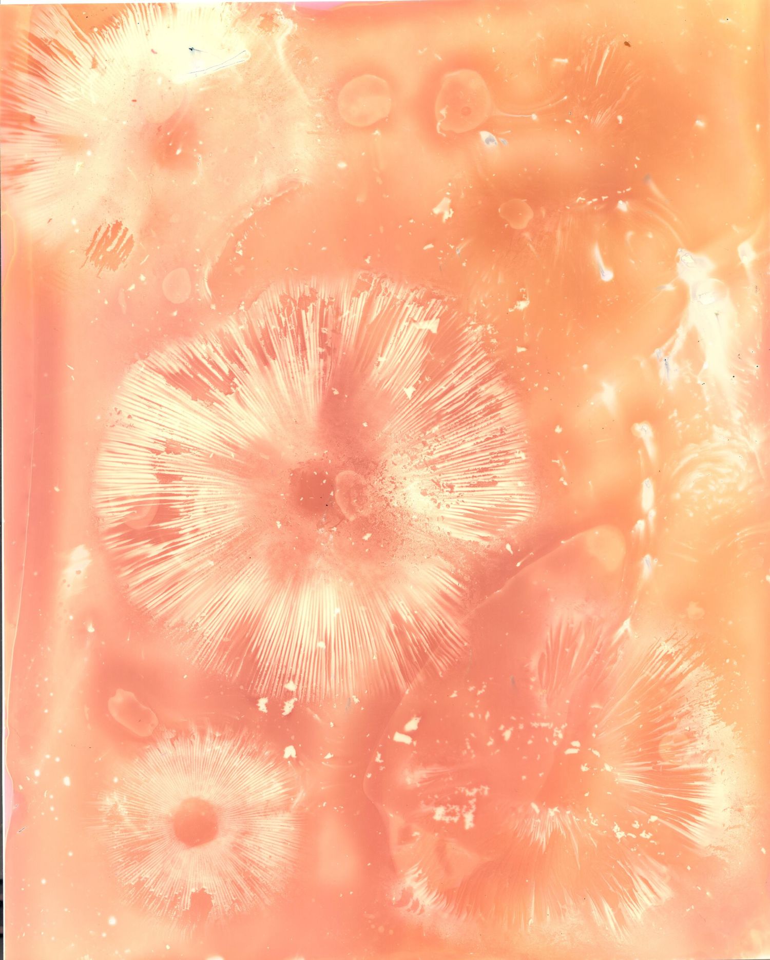 Lumen print  of mushroom spores