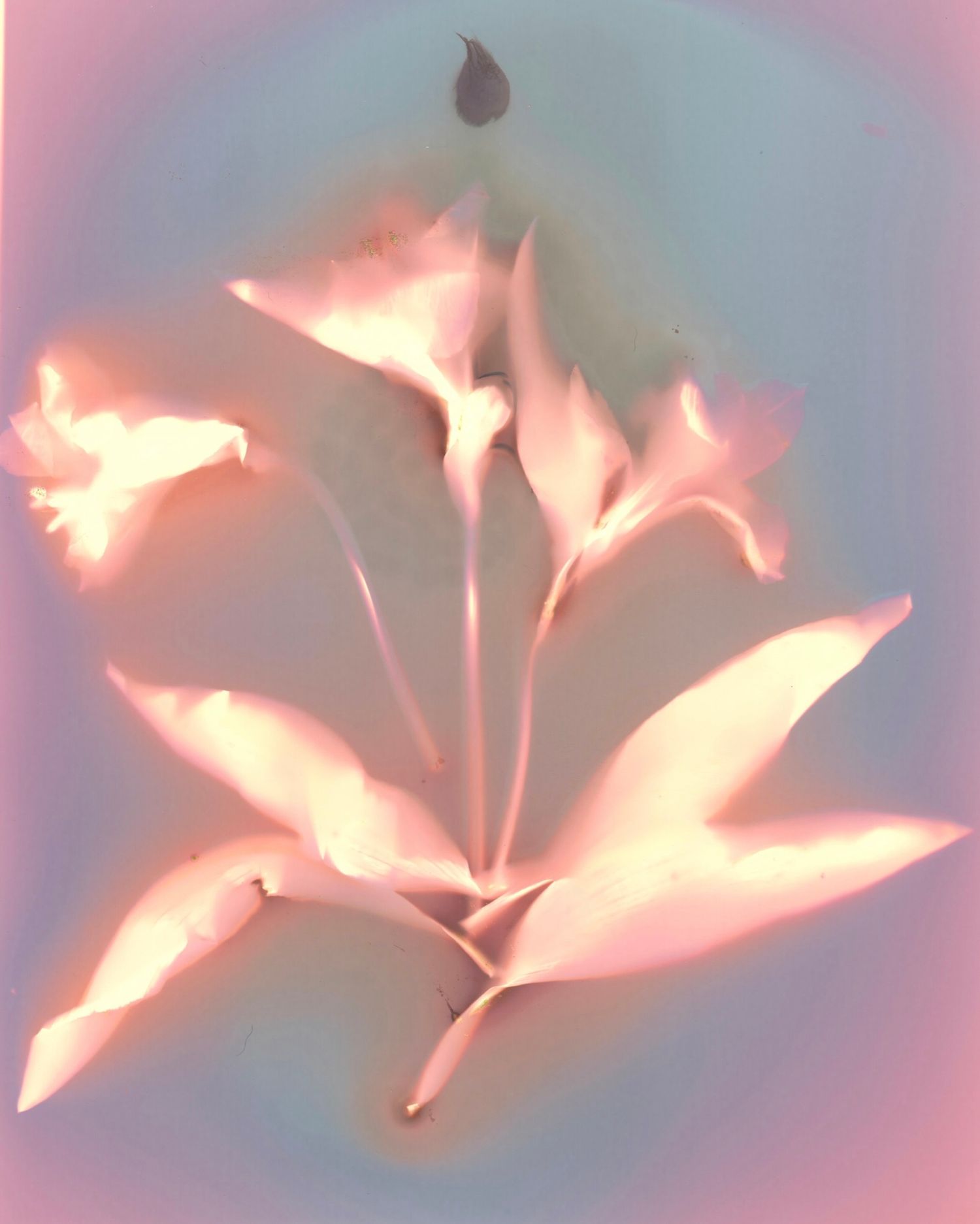 Lumen print of flowers
