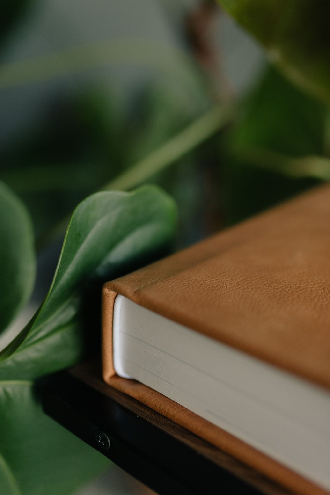 Detail shot of a leather-bound book with green monstera leaves in the background.