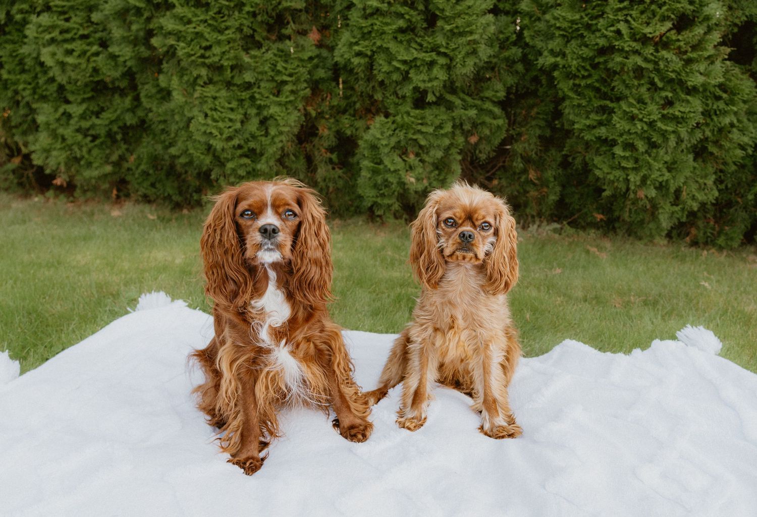 Kamloops Pet Photographer, Kamloops photographers