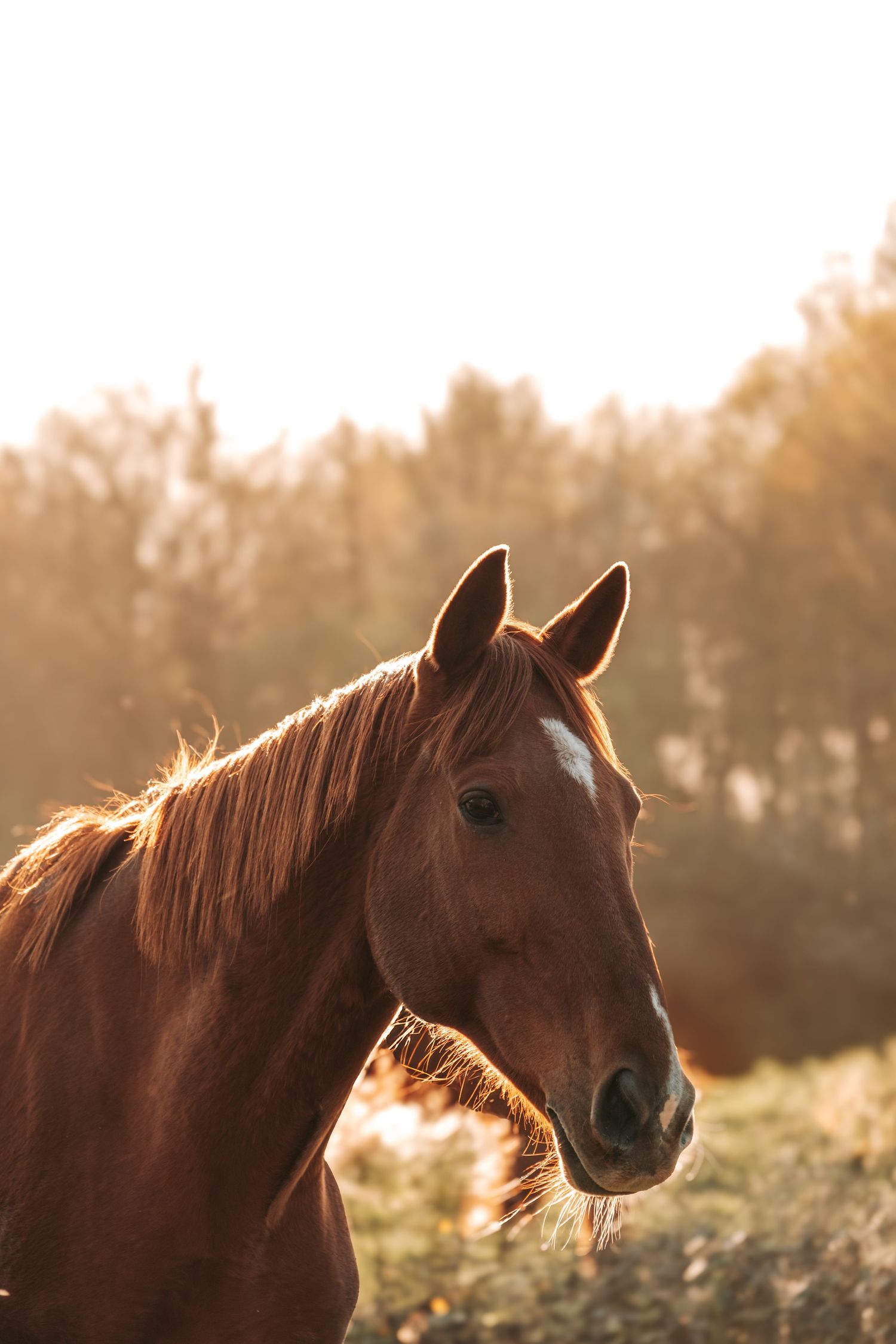 Beautiful chestnut horse with sun-lit mane in golden autumn field during sunset.