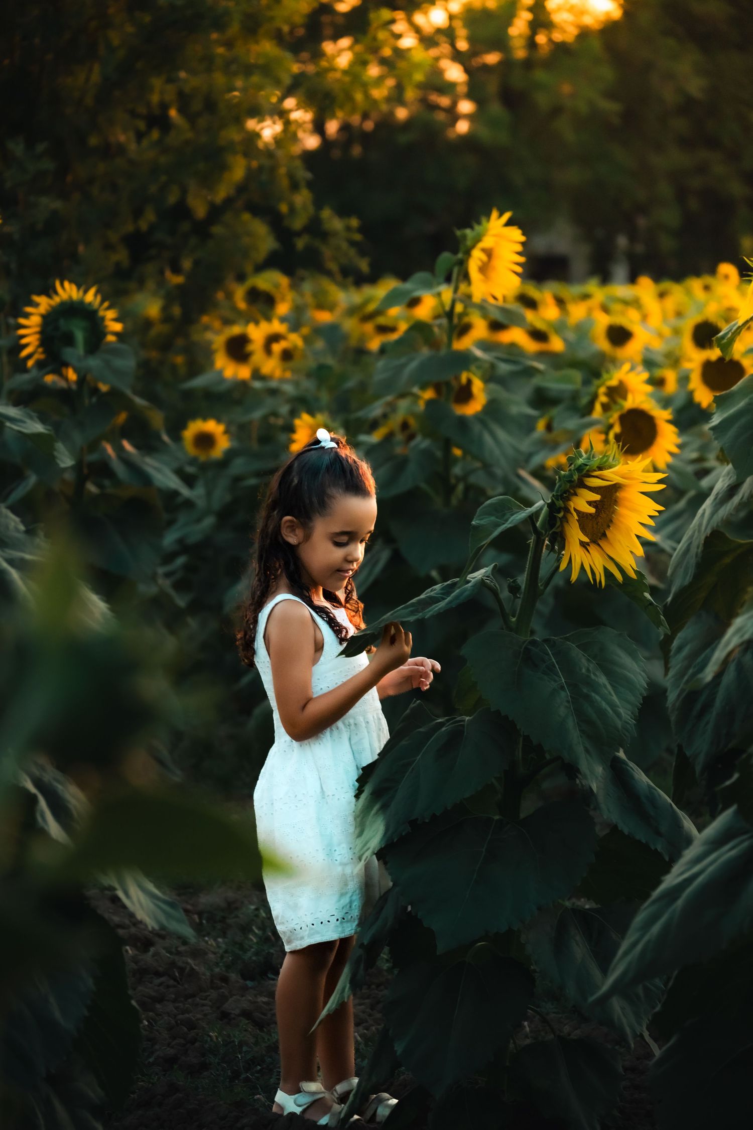 A young girl in a white dress stands among tall sunflowers in a golden field at sunset.