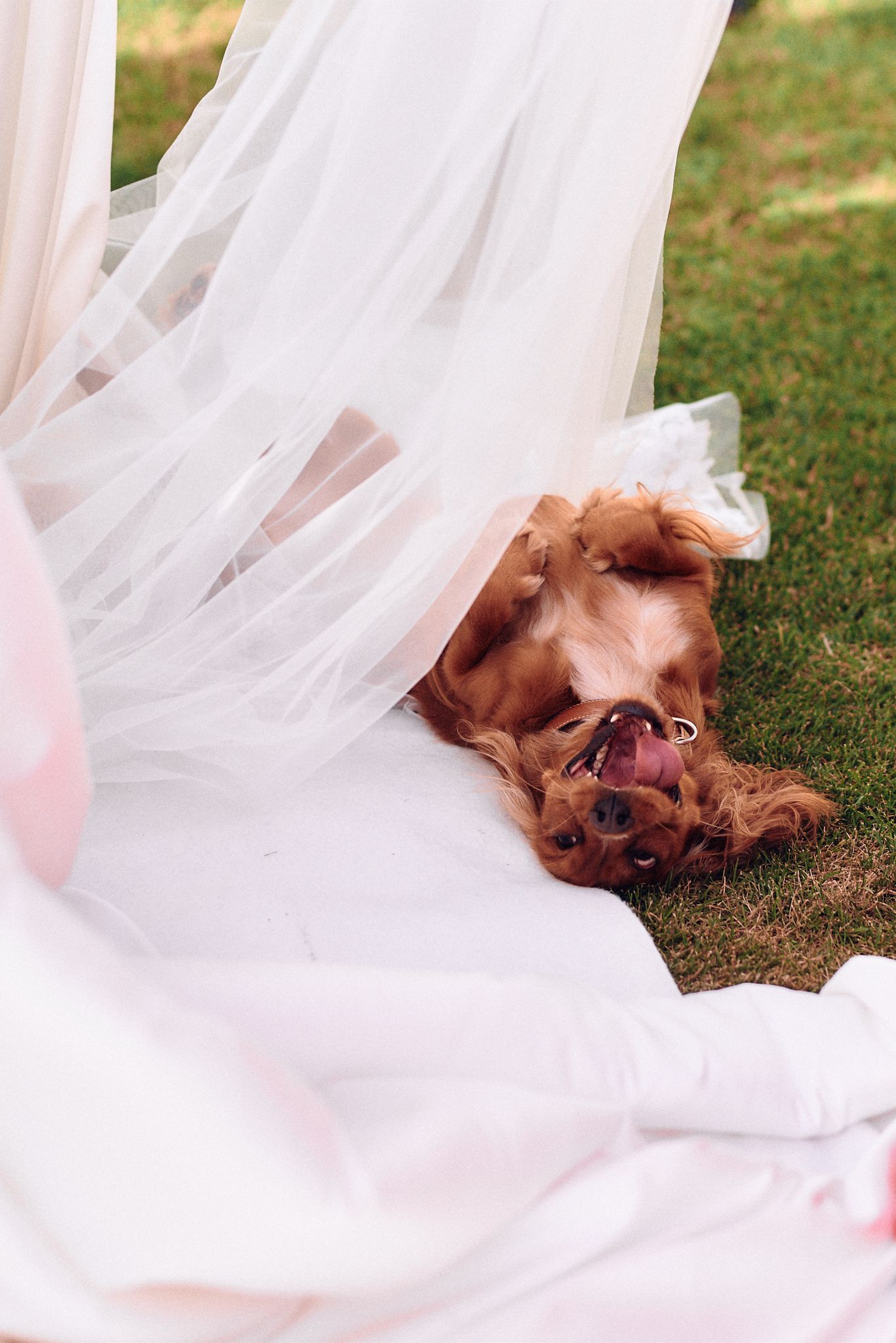 Playful dog lying under flowing white wedding dress veil on grass.