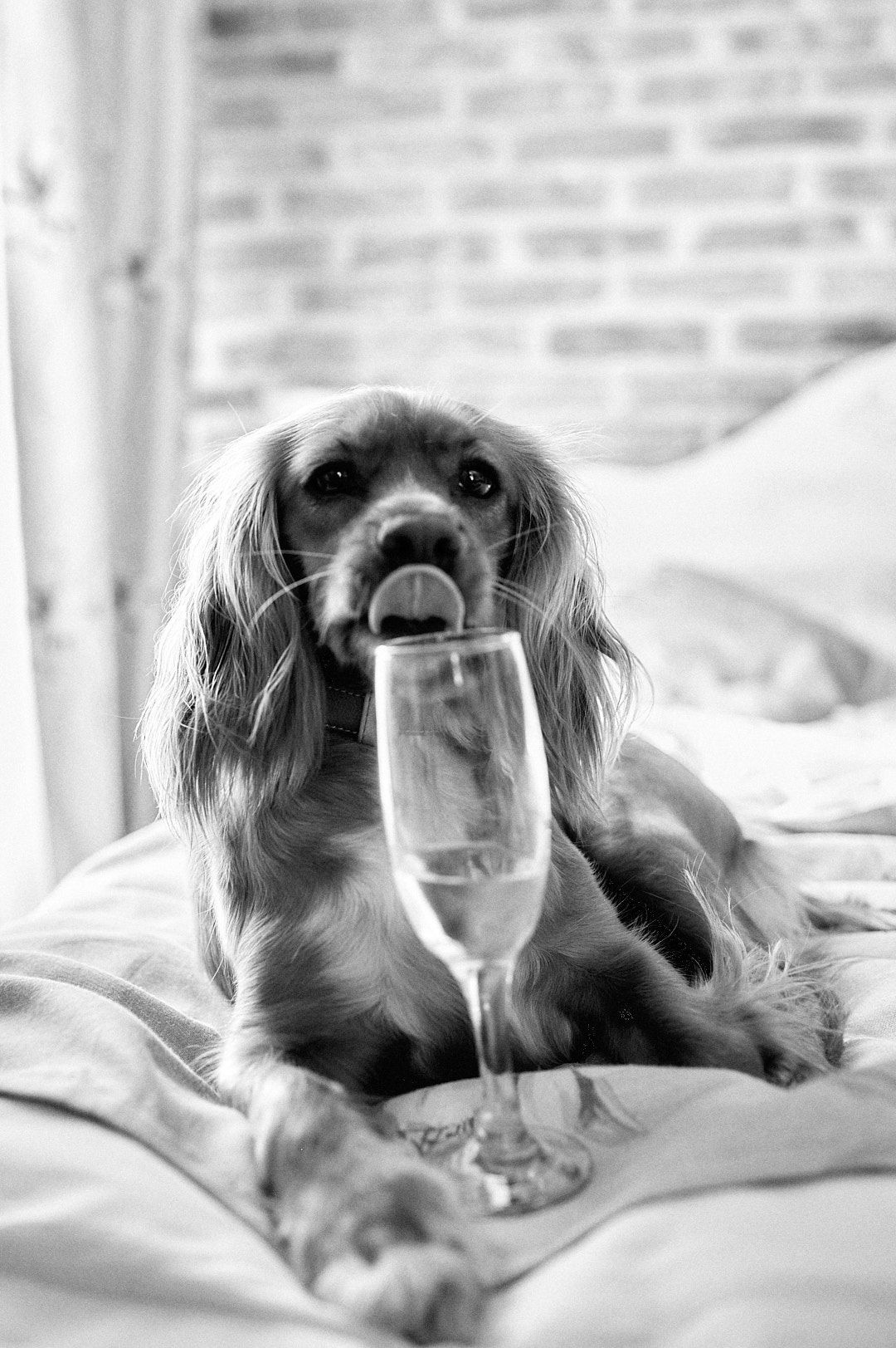 Black and white portrait of dog posing with champagne glass on bed.