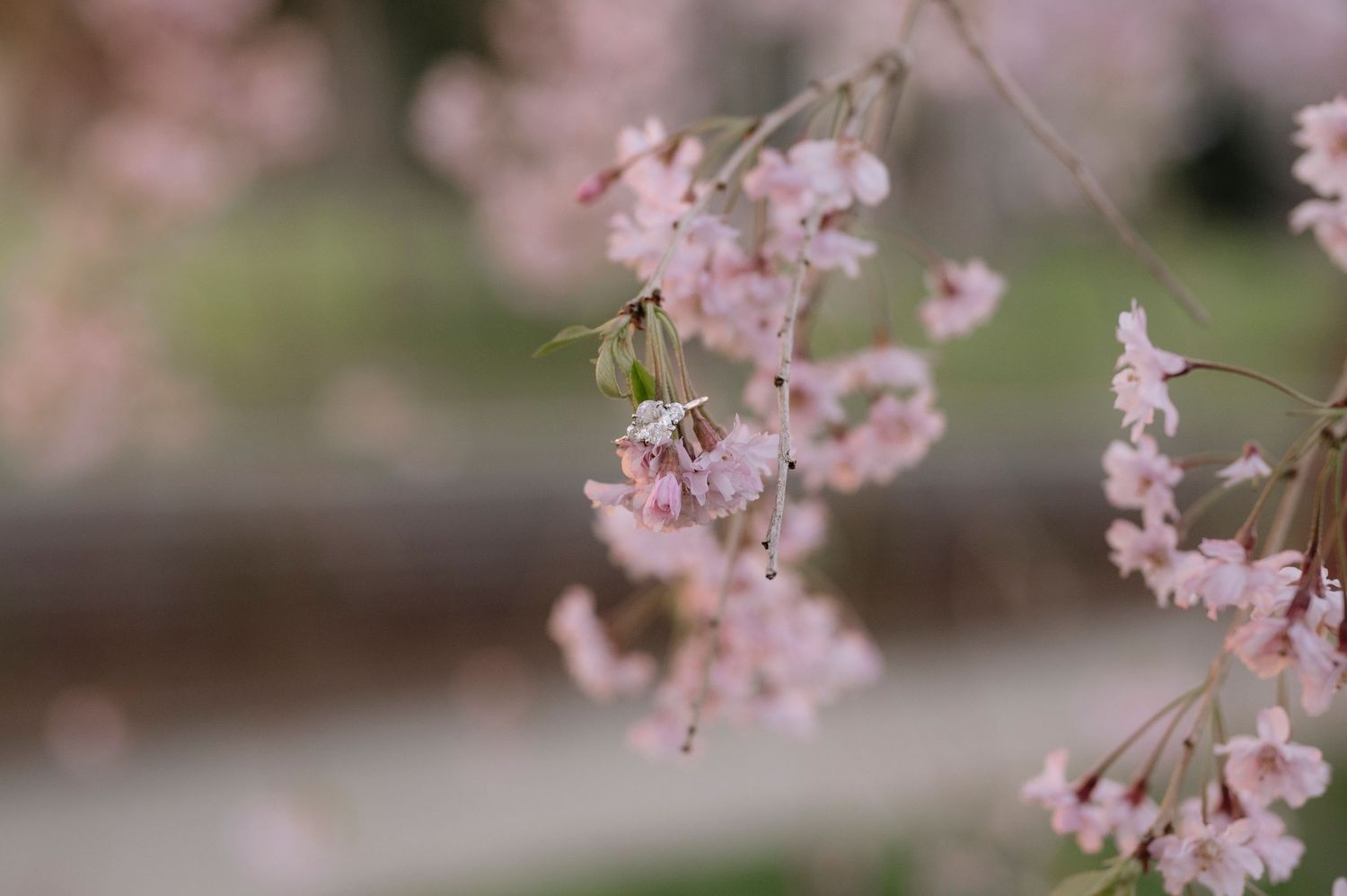 Delicate pink cherry blossoms swaying in soft focus against a blurred background.