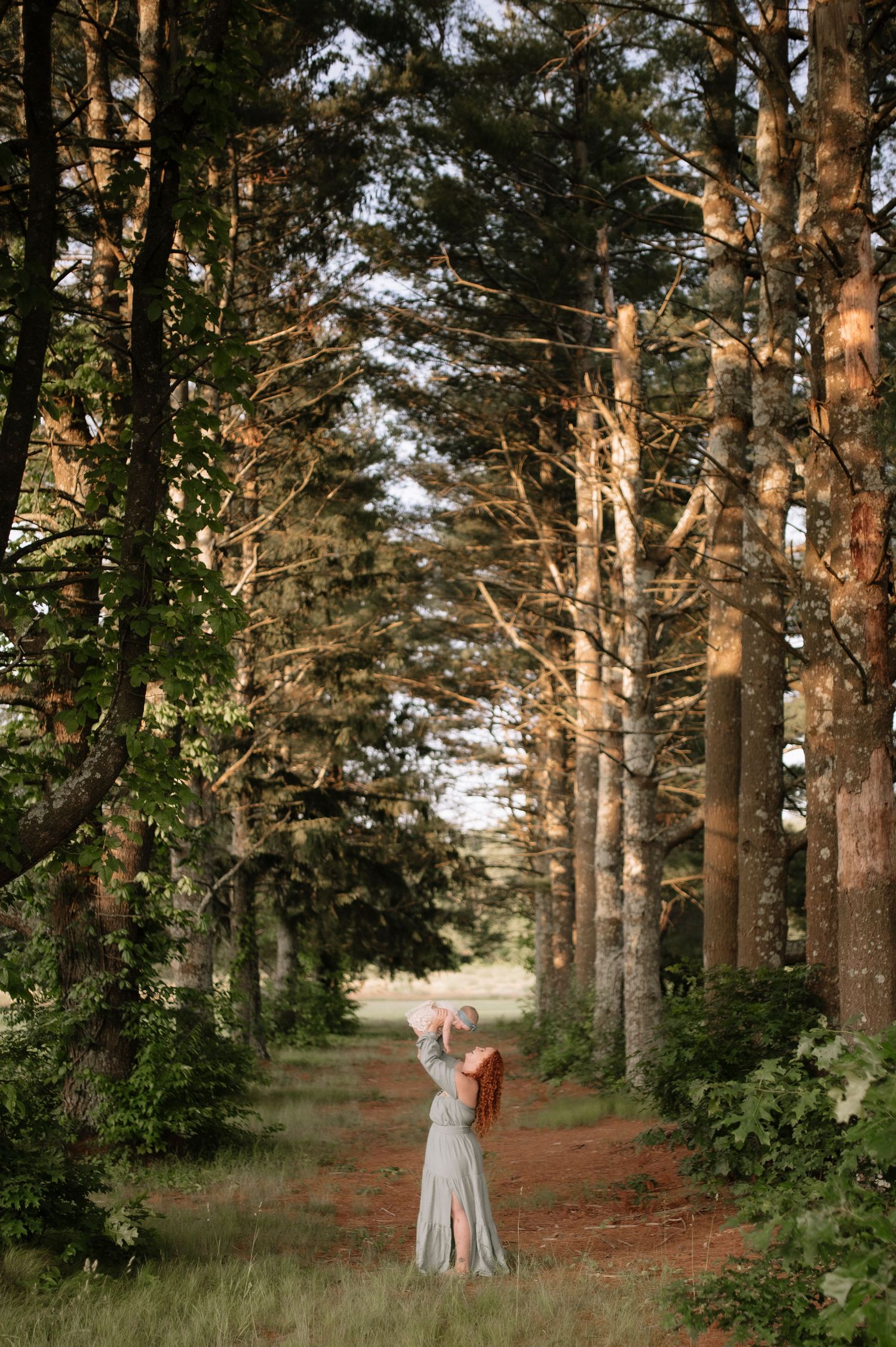 A peaceful forest path lined with tall pine trees creates a natural archway in golden evening sunlight.