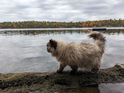 Long-haired cat standing on rocky shore with autumn lake and trees in background.