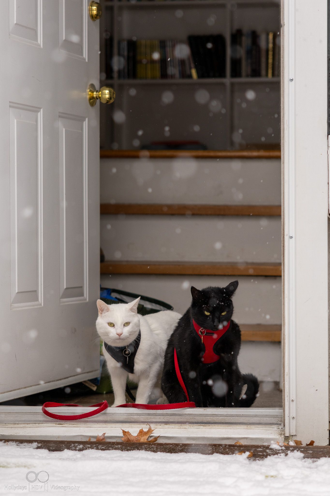 Black and white cats wearing harnesses sitting in doorway during snowfall.