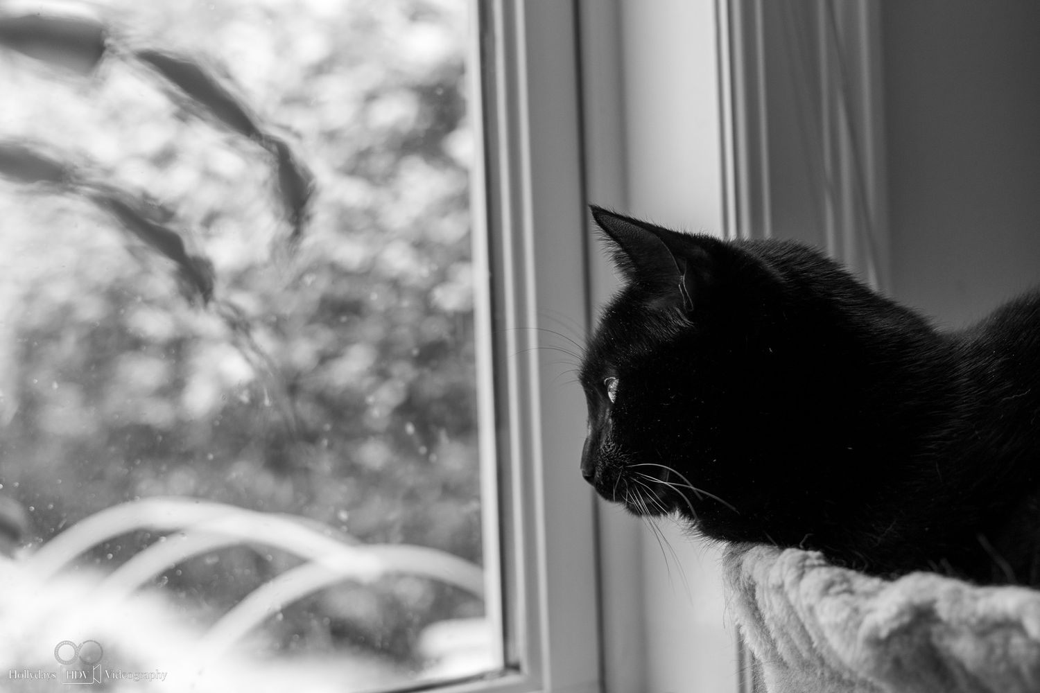 Black cat in silhouette looking out window.