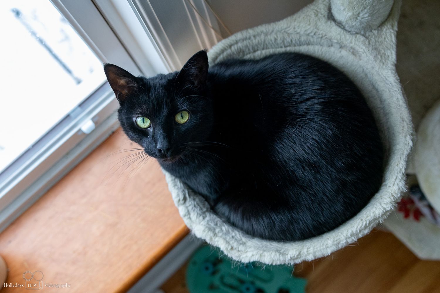 A black cat curled up comfortably in a light-colored cat bed near a window.