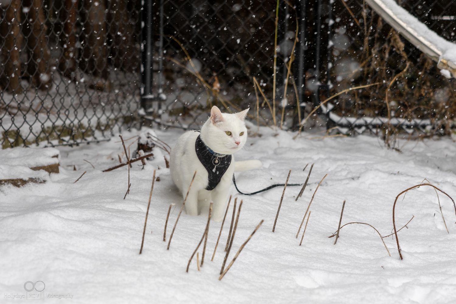 White cat wearing harness exploring in snowy winter landscape.