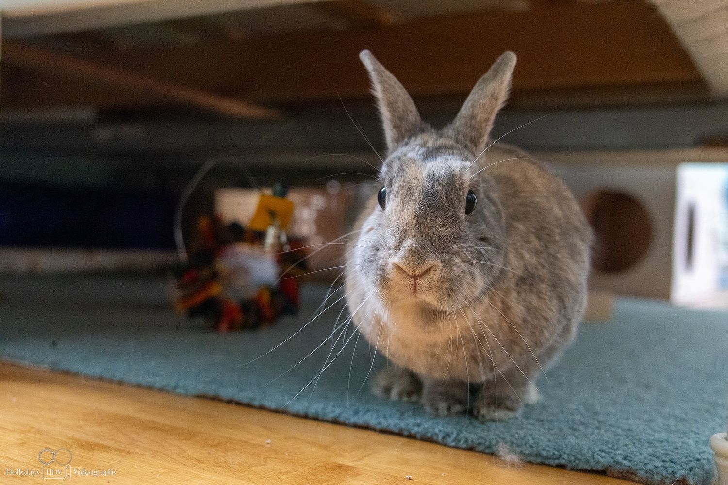 A fluffy grey rabbit sits on a teal carpet, looking directly at the camera with alert ears.