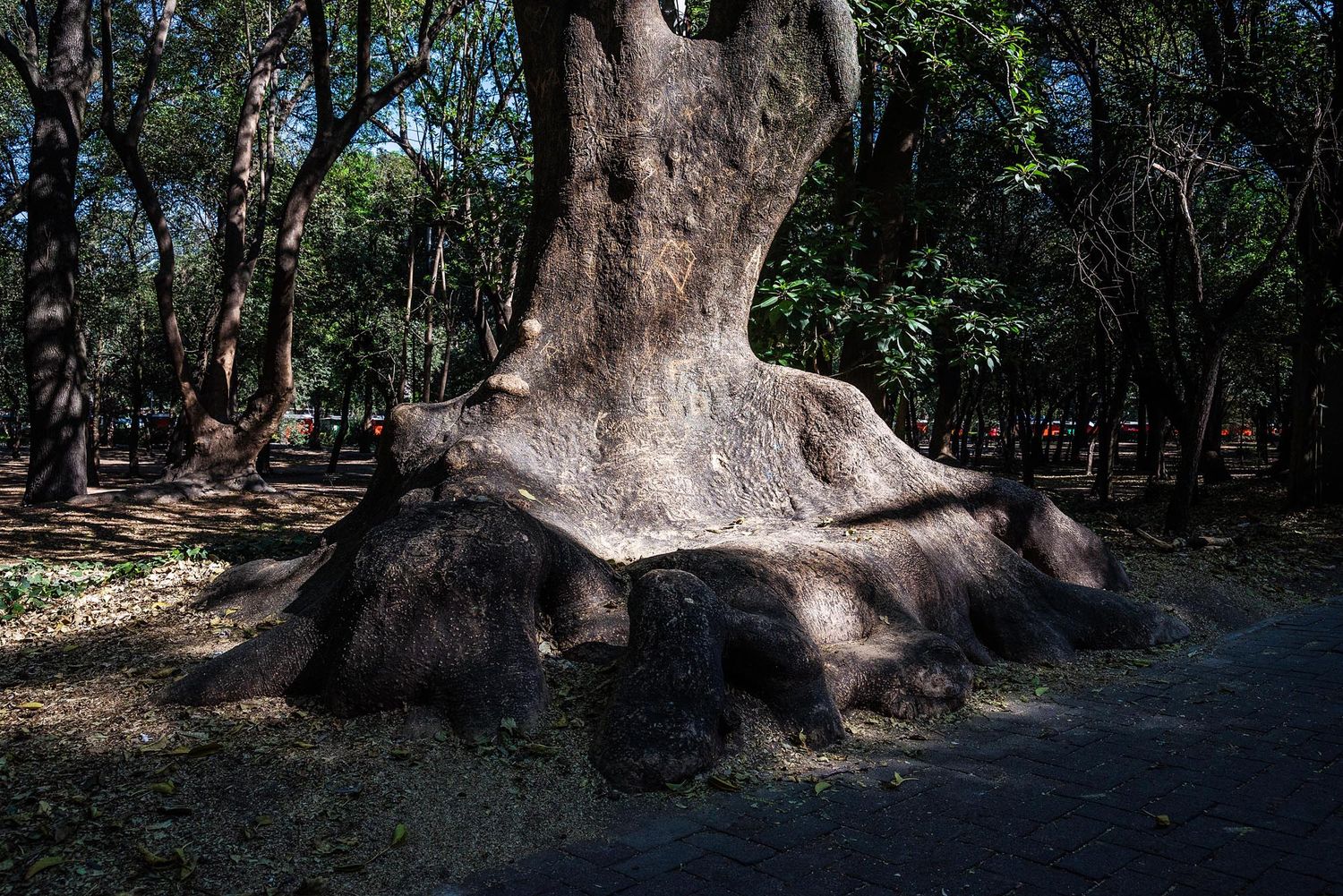 A series of panoramic photographs showing large tree trunks in a shaded forest setting.