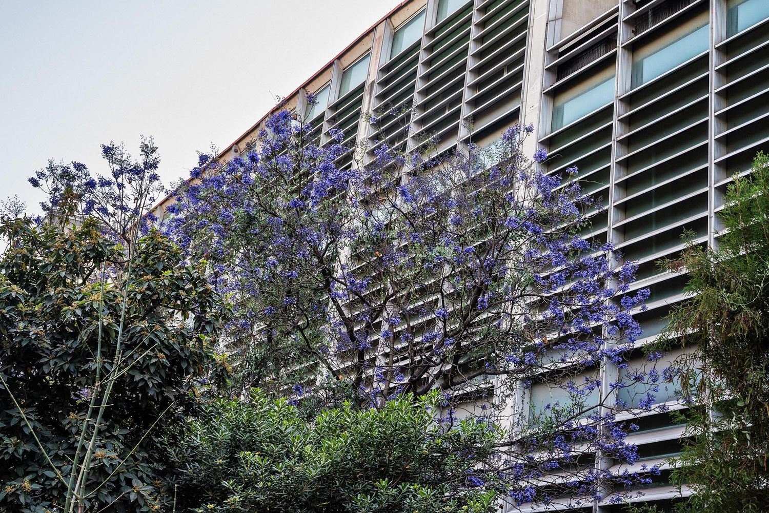 Jacaranda trees with vibrant purple blooms line a modern high-rise apartment building on a sunny day.