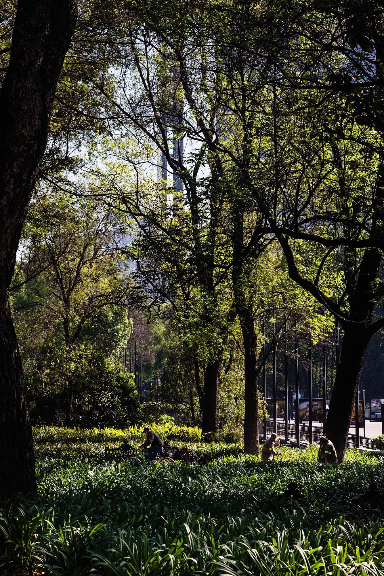 Scenic park landscape with tall trees casting shadows over lush green agapanthus plants growing beneath them.