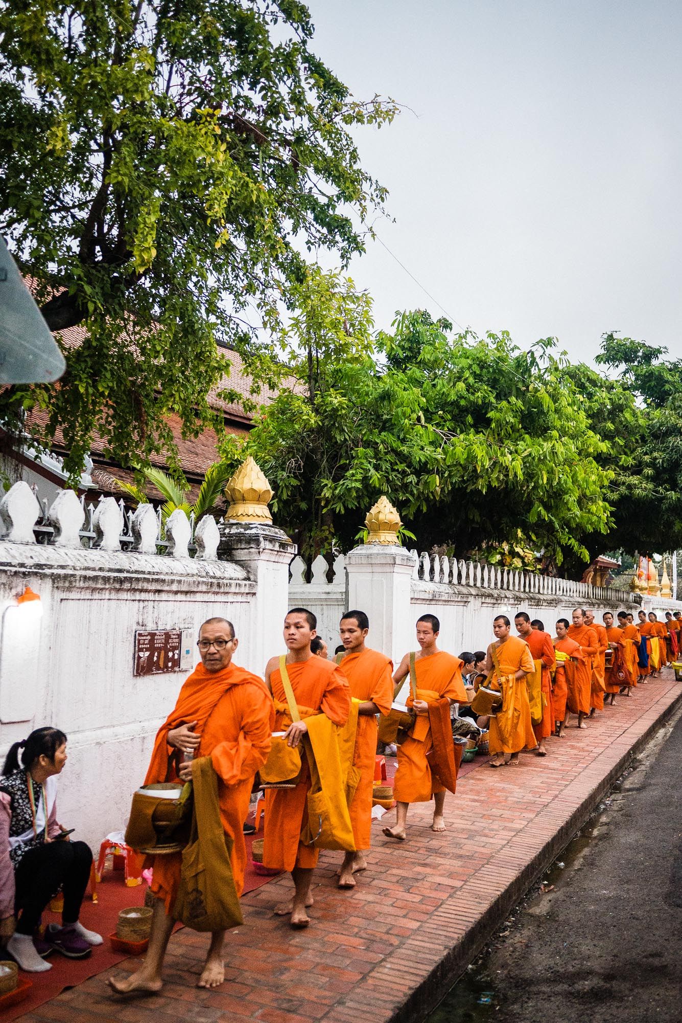 Buddhist monks in orange robes walk in a procession along a white temple wall during morning alms collection in Luang Prabang.