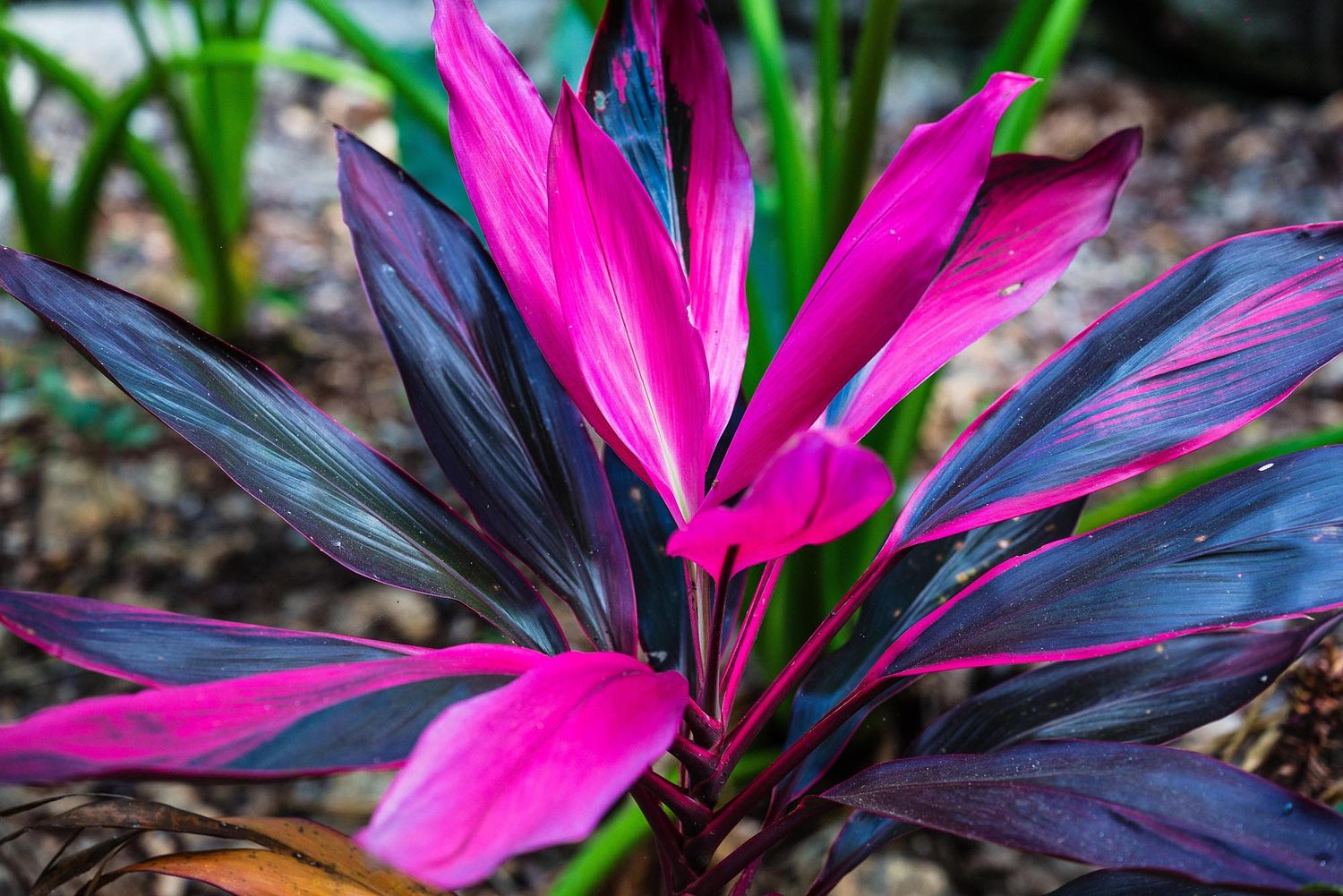 Colorful Ti plant leaves display vibrant pink and deep purple hues in a tropical garden setting.