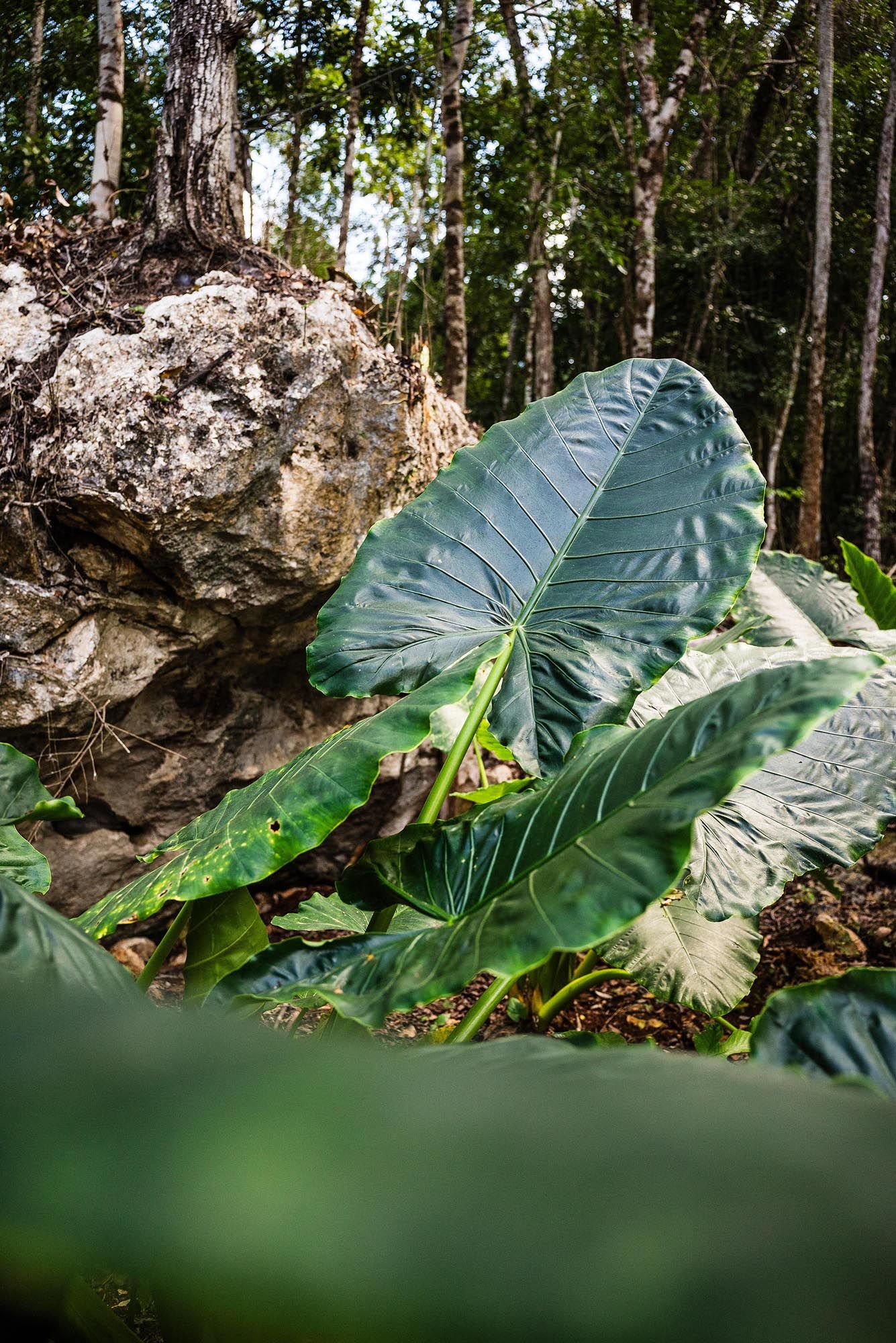 Large tropical elephant ear plant leaves growing near a rocky outcrop in a lush forest setting.