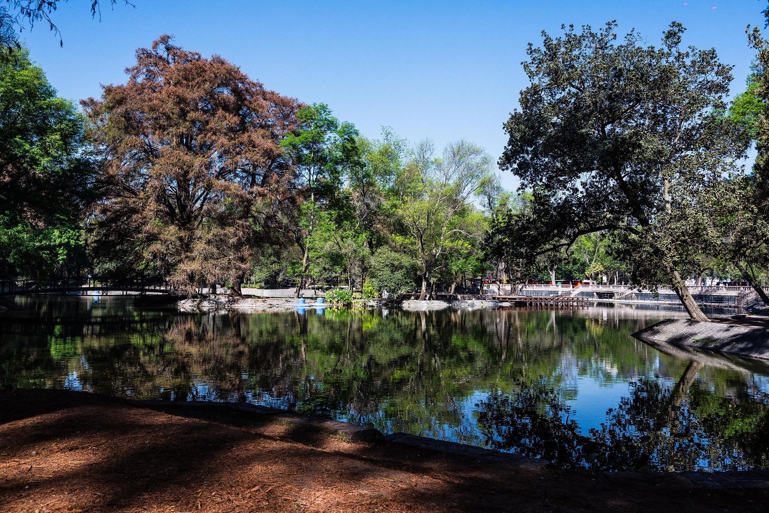 Scenic park trail winds along a tranquil lake with overhanging trees and wooden boardwalk on a sunny day.