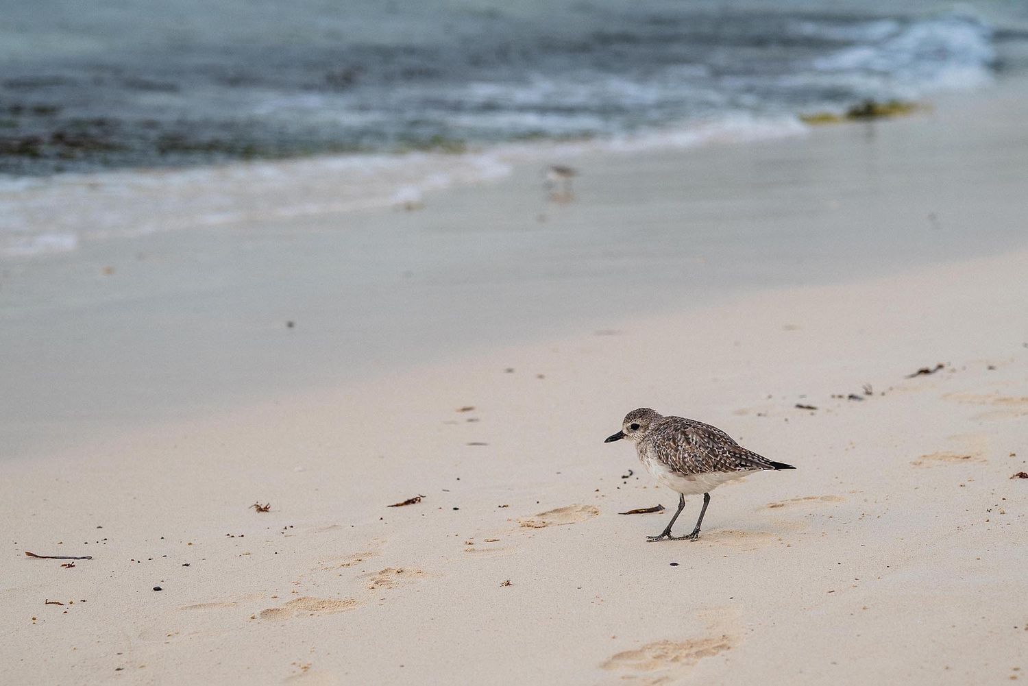 A small sandpiper bird walks along the sandy shoreline searching for food as gentle waves roll in at the beach.