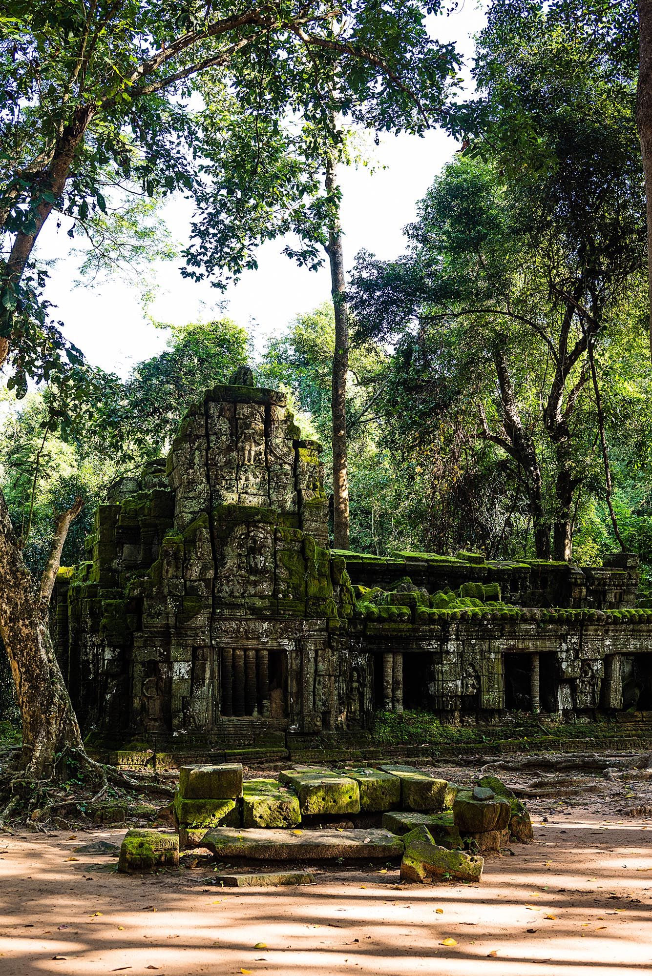 Ancient temple ruins covered in moss and vegetation at Angkor Wat complex in Cambodia surrounded by lush forest trees.