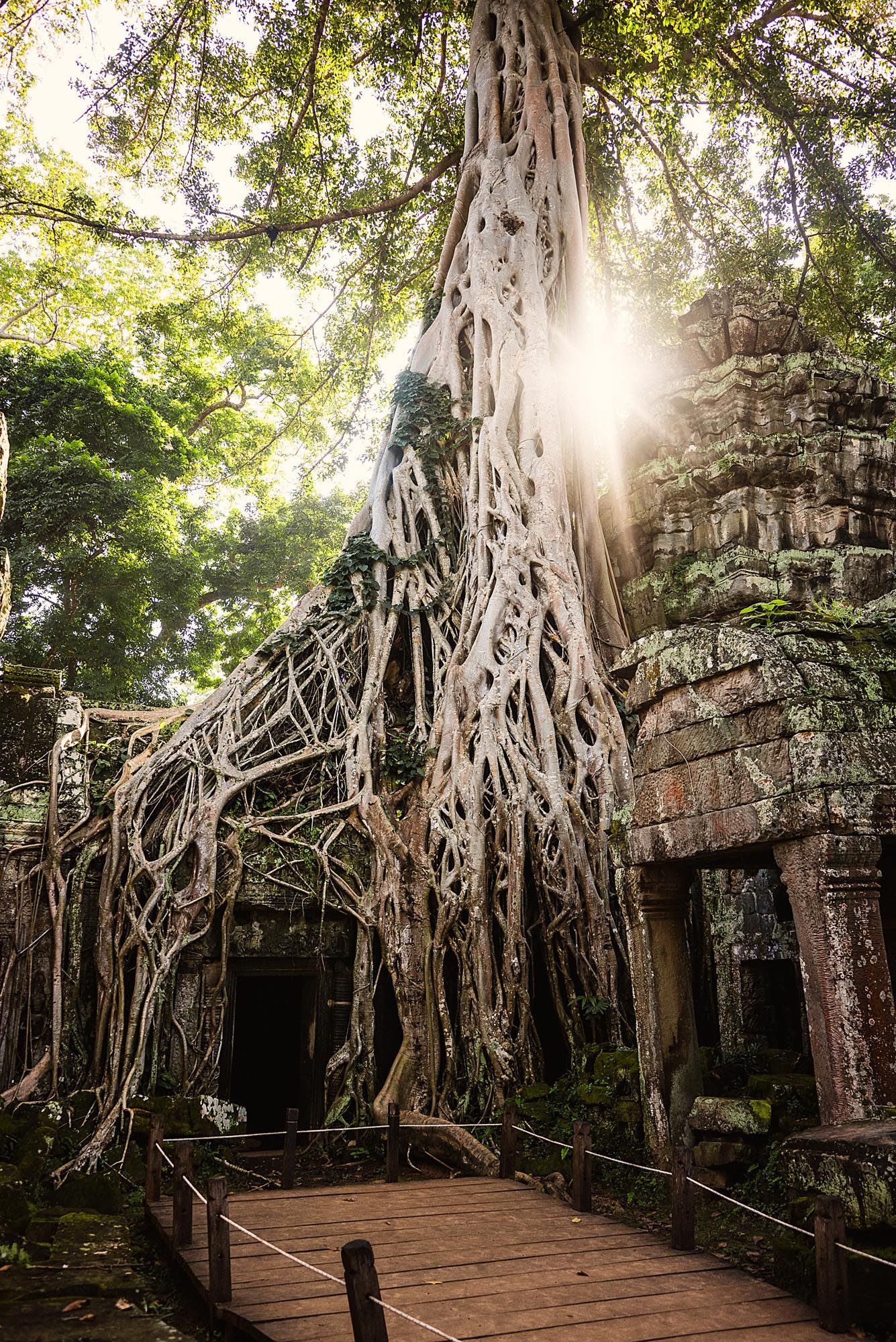 Ancient temple ruins at Ta Prohm in Angkor Wat with massive tree roots growing over stone walls and wooden walkway.