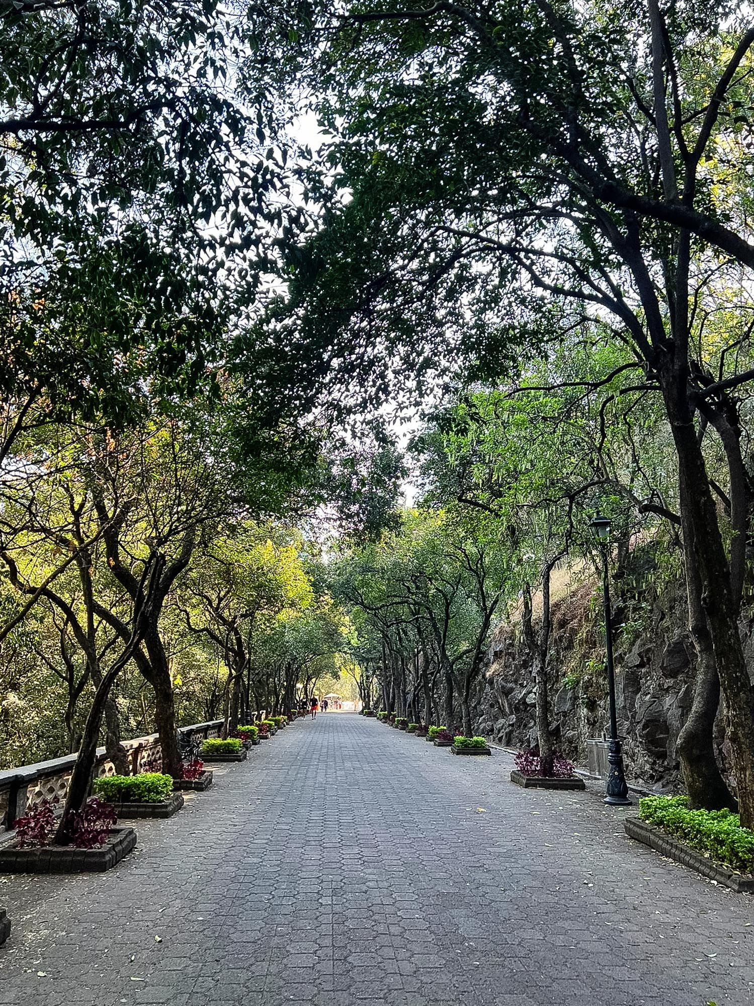 A tranquil tree-lined stone pathway winds through a serene park setting with lush greenery on both sides.