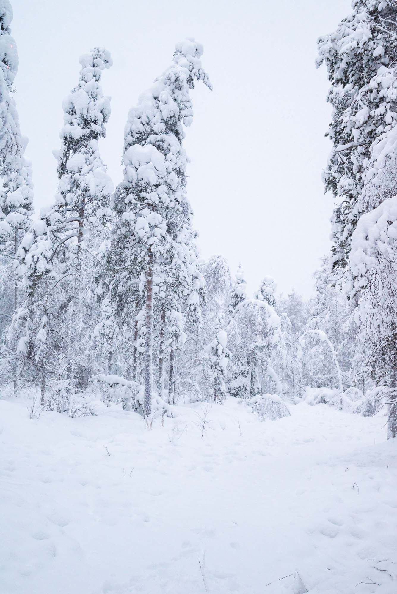 Snow-covered forest landscape with tall evergreen trees blanketed in white powder during winter.
