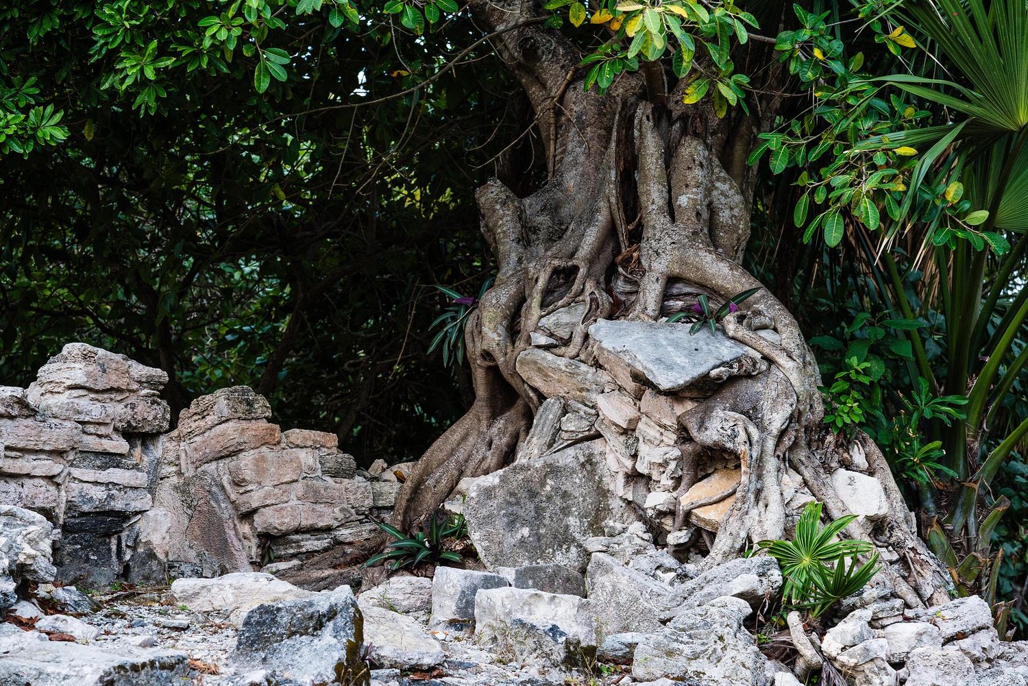 A collection of images showing large tree roots growing over ancient stone ruins and temple structures in a lush jungle setting.