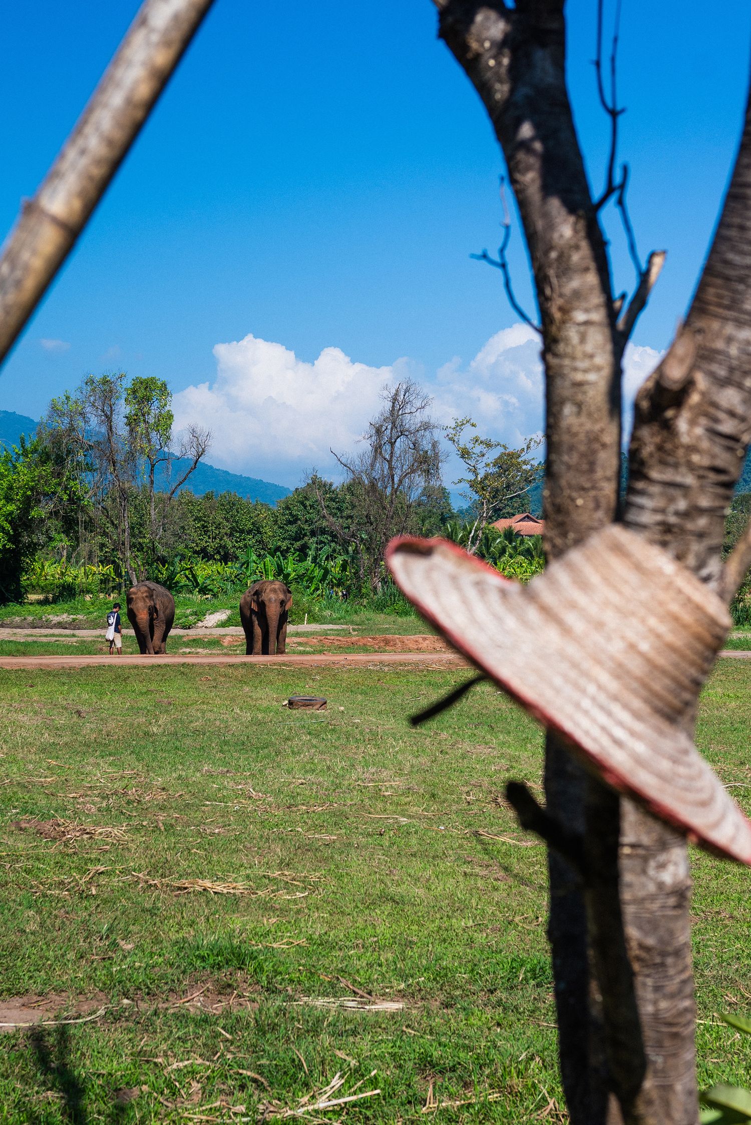Ethical elephant sanctuary Chiang Mai, Thailand. Half-Day Elephant Experience at Rantong review.