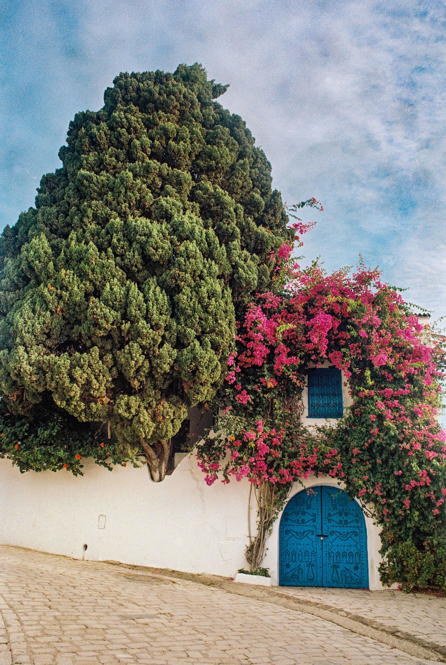 Beautiful Mediterranean facade with bright blue door, towering cypress tree, and pink bougainvillea flowers climbing the wall.