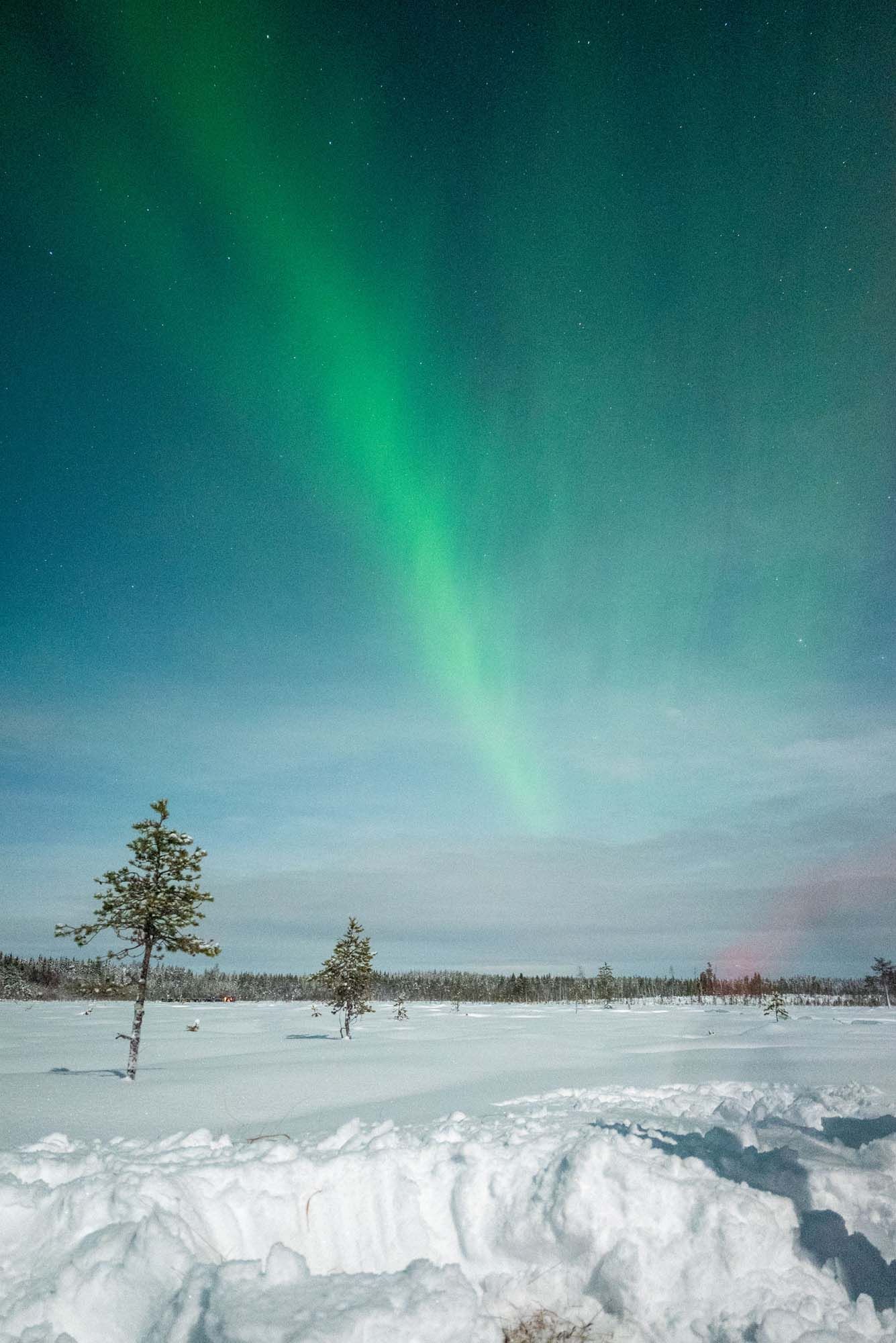 Stunning green aurora borealis dances across night sky over snowy winter landscape with sparse trees in foreground.