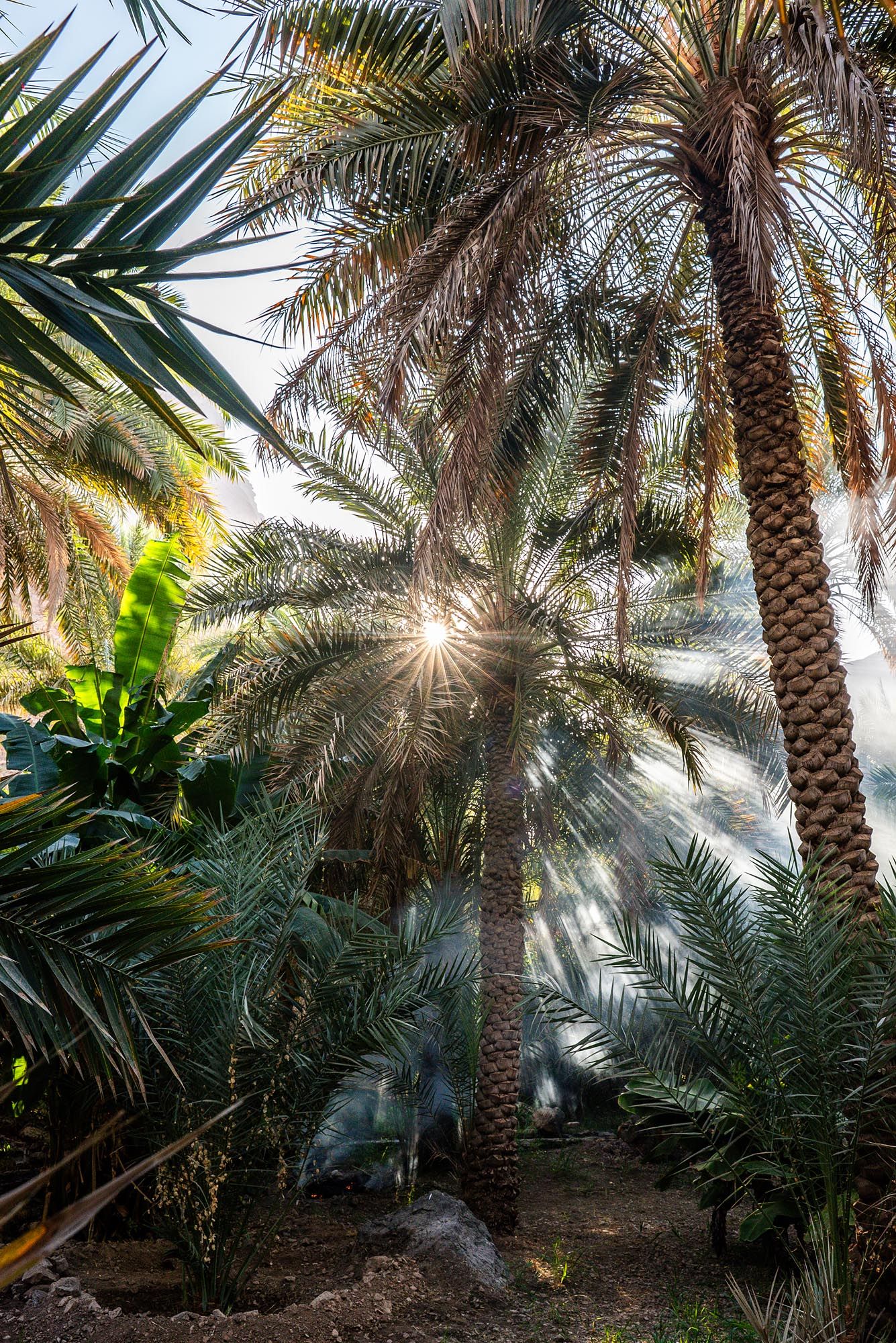 Sunlight bursts through tropical palm trees and lush greenery in an exotic garden setting. Wadi Al Arbeieen