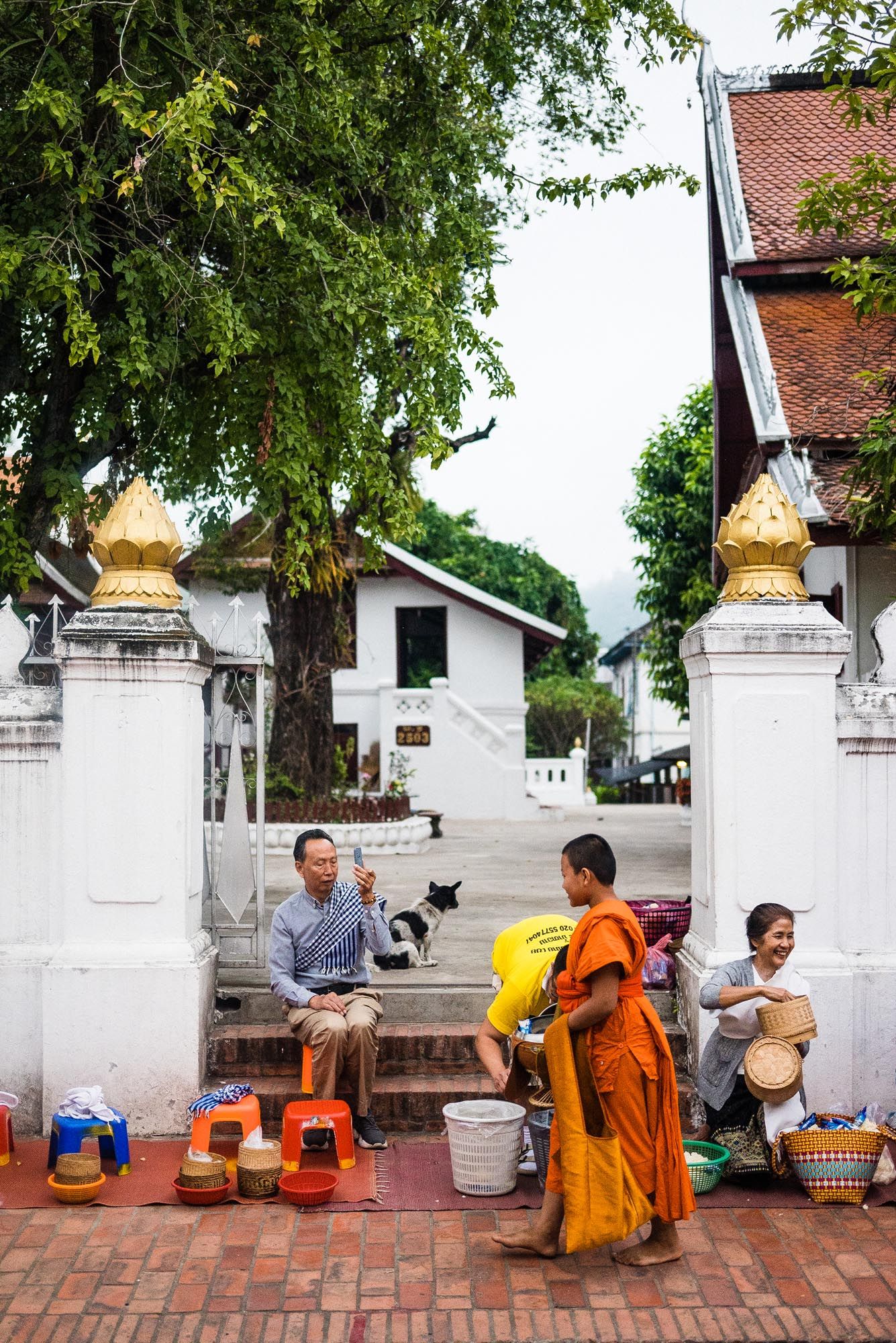 Buddhist monks in orange robes collect alms and offerings from locals outside a temple wall in Luang Prabang, Laos.