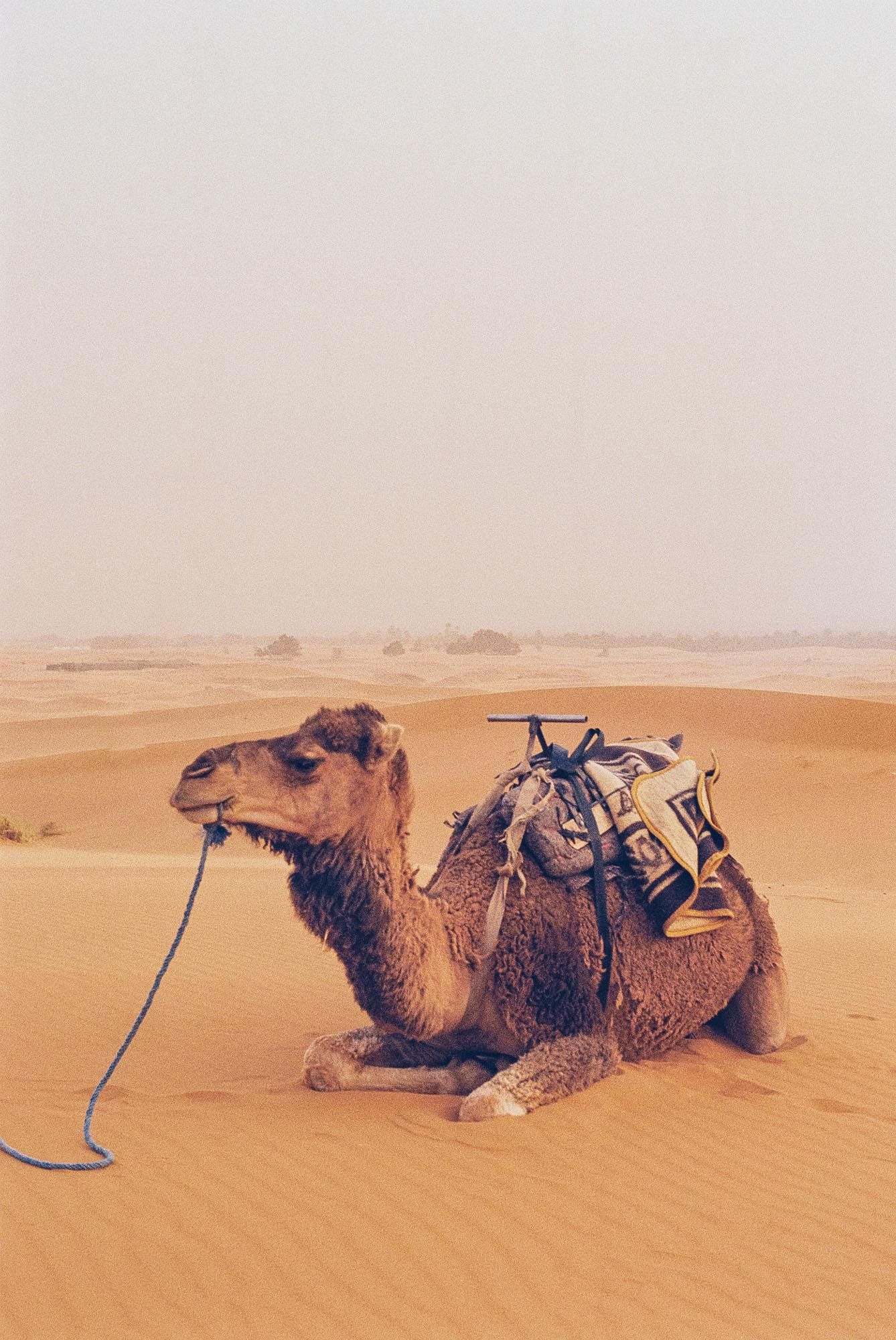 Three camels resting on sand dunes in a desert landscape with blue water containers visible nearby.