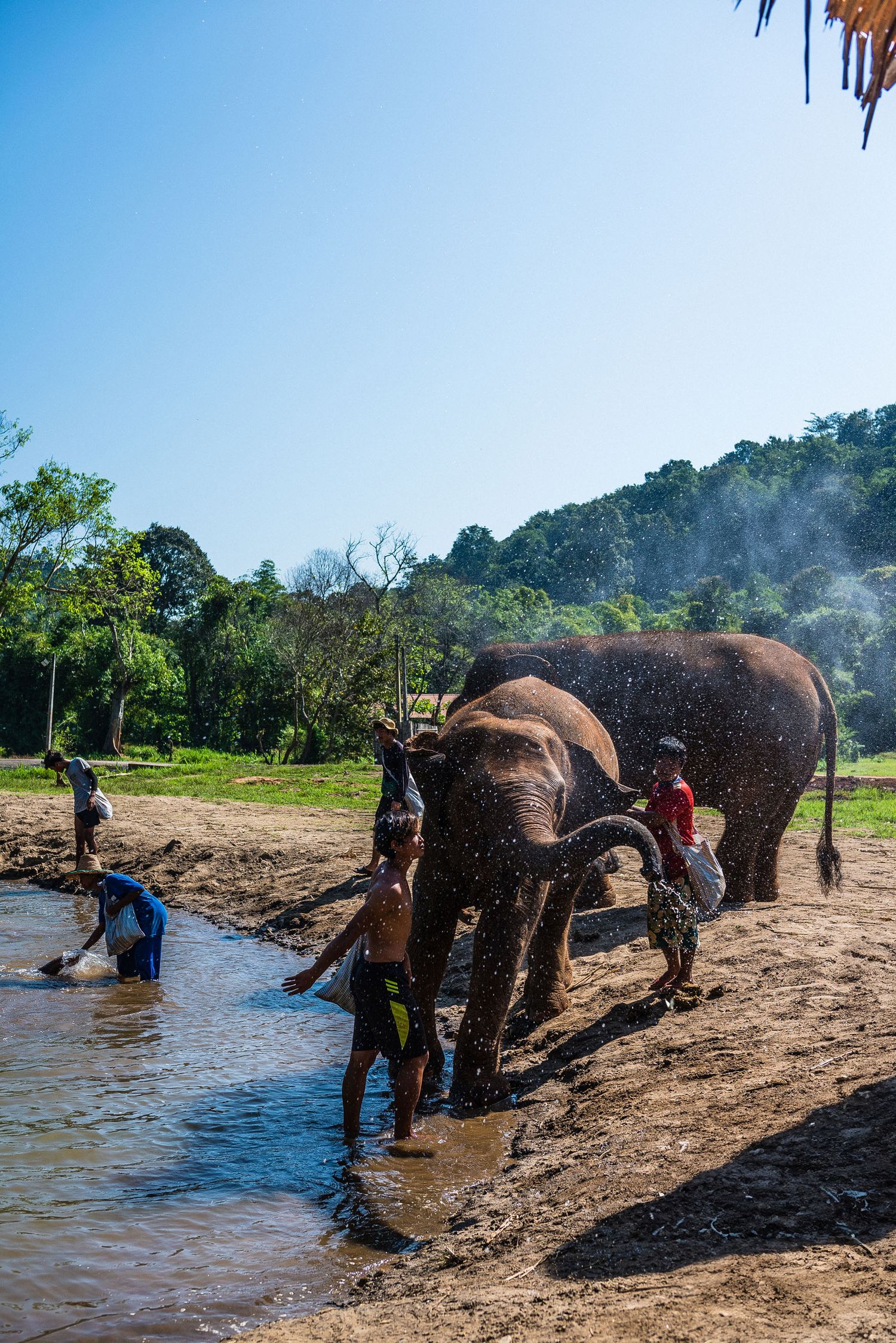 Elephants getting washed and bathed by caregivers at a sanctuary by the river on a sunny day.
