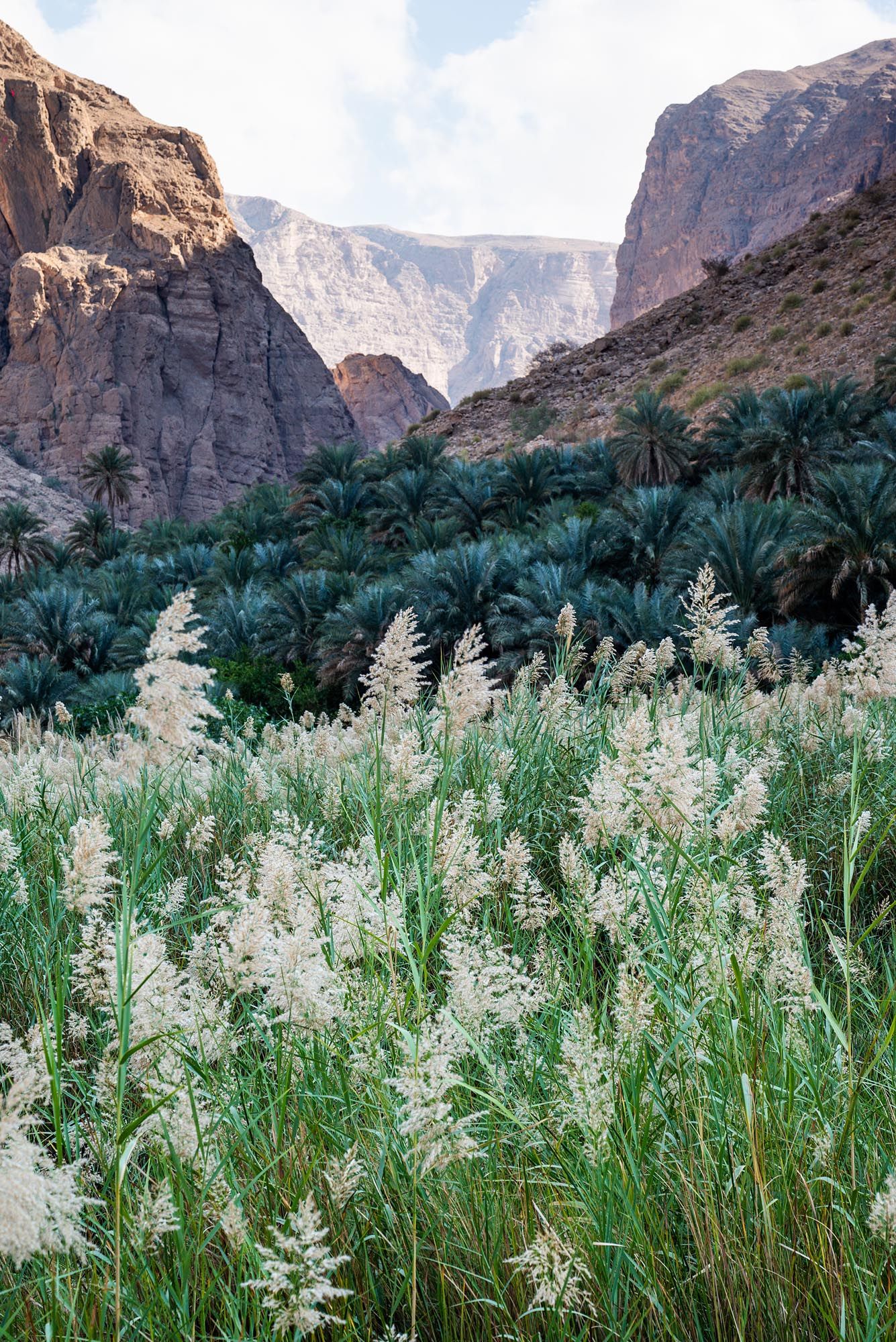 Tall white reeds grow in front of towering canyon walls and palm trees at a desert oasis. Wadi Al Arbeieen