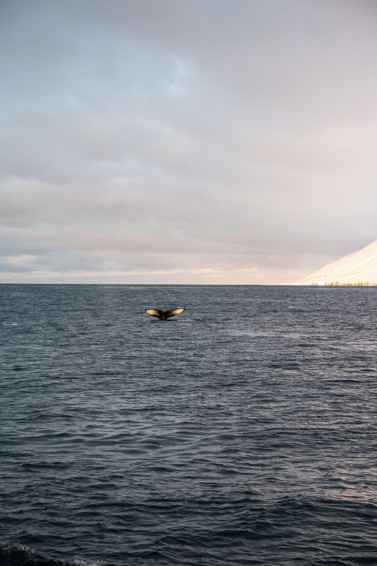 A whale tail emerges from dark ocean waters with snowy mountains in the distance.