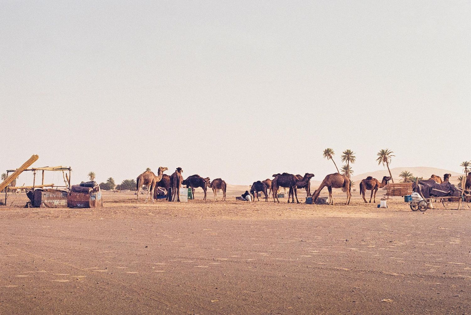A caravan of camels walks across a vast desert landscape with palm trees visible in the distance.
