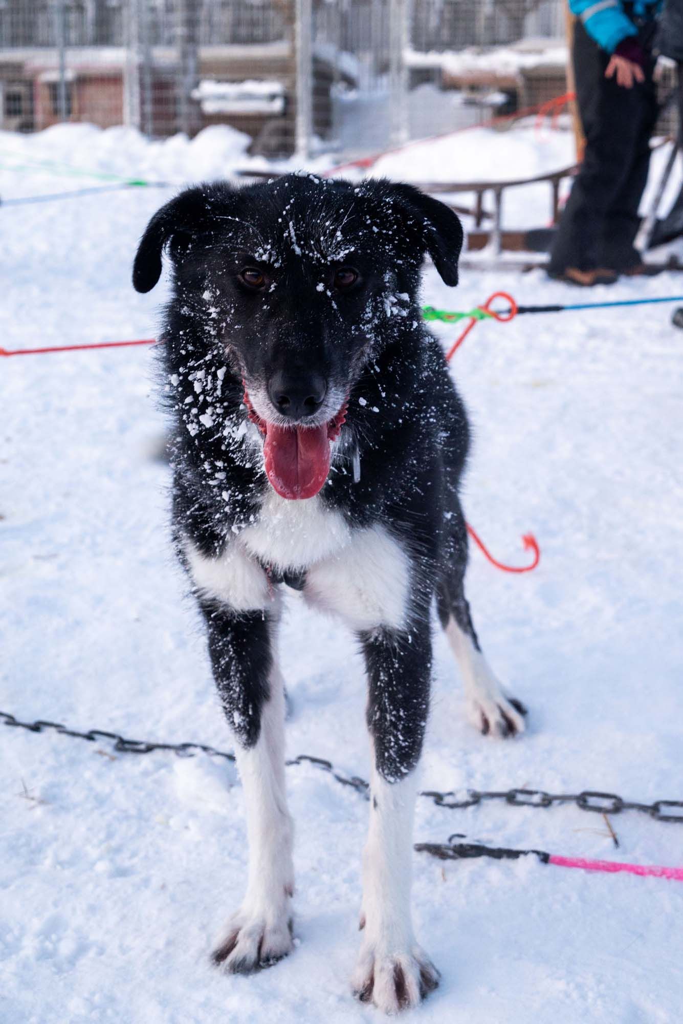 A black and white border collie dog stands in snowy conditions with a red leash visible.