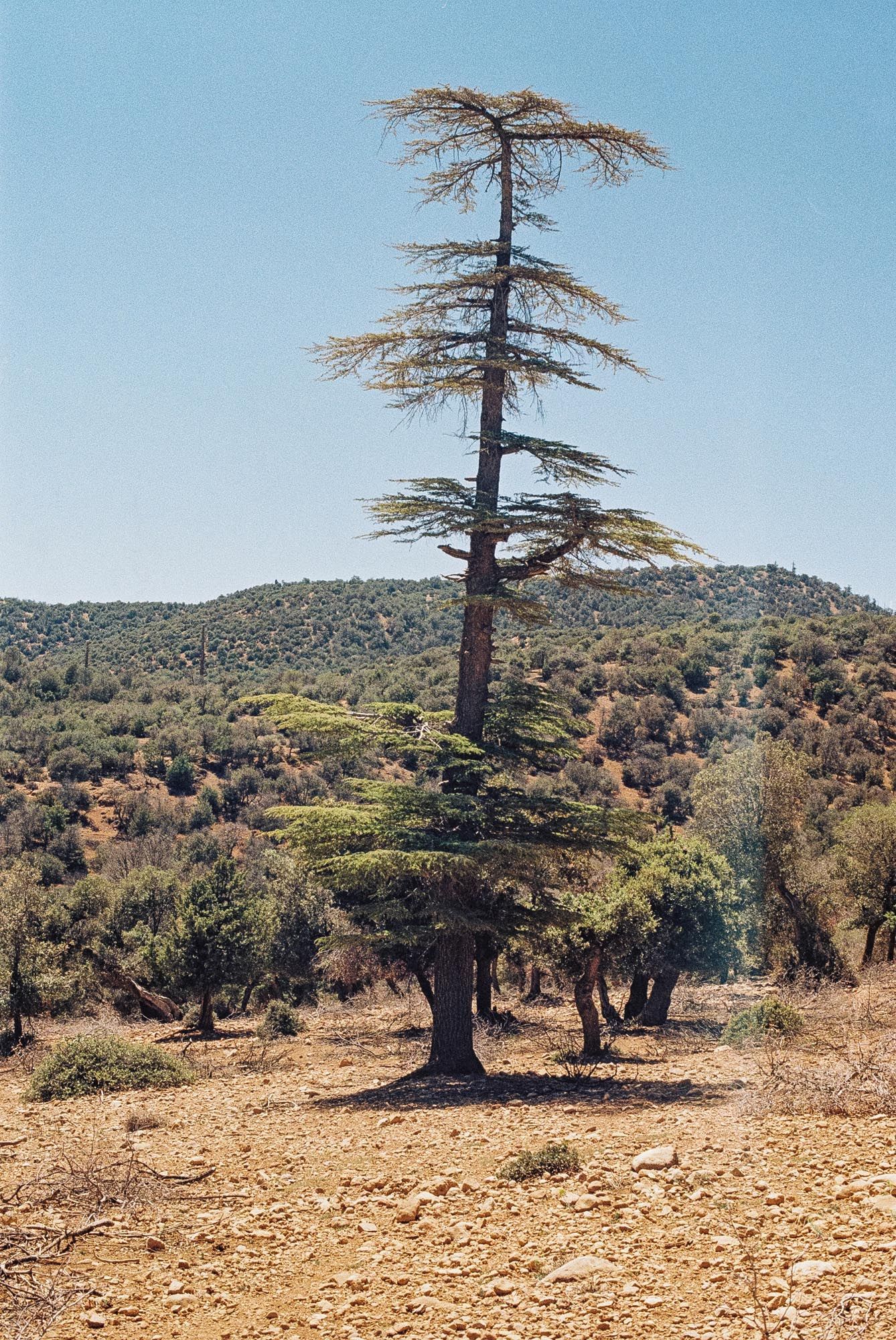 A lone cedar tree stands on rocky terrain against a backdrop of rolling hills in a Mediterranean landscape.