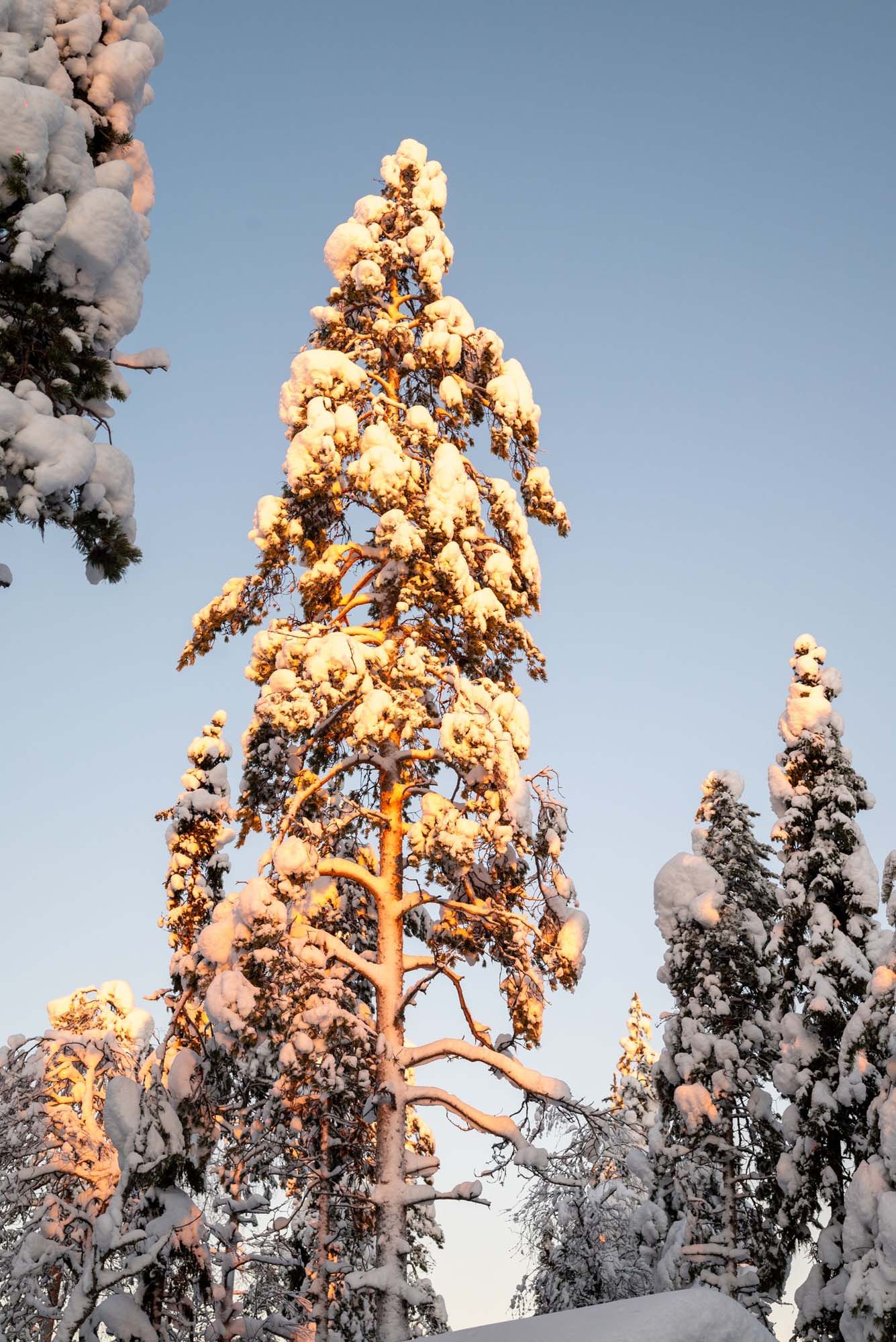 Snow-covered evergreen trees illuminated by golden sunset light against a blue winter sky.