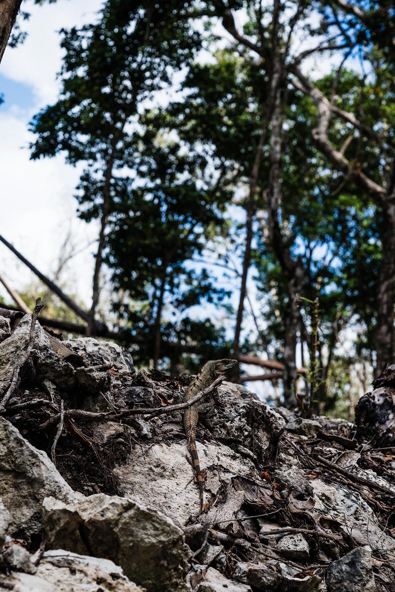 Close-up view of rugged rocky terrain with tree branches visible against a bright blue sky in the background.