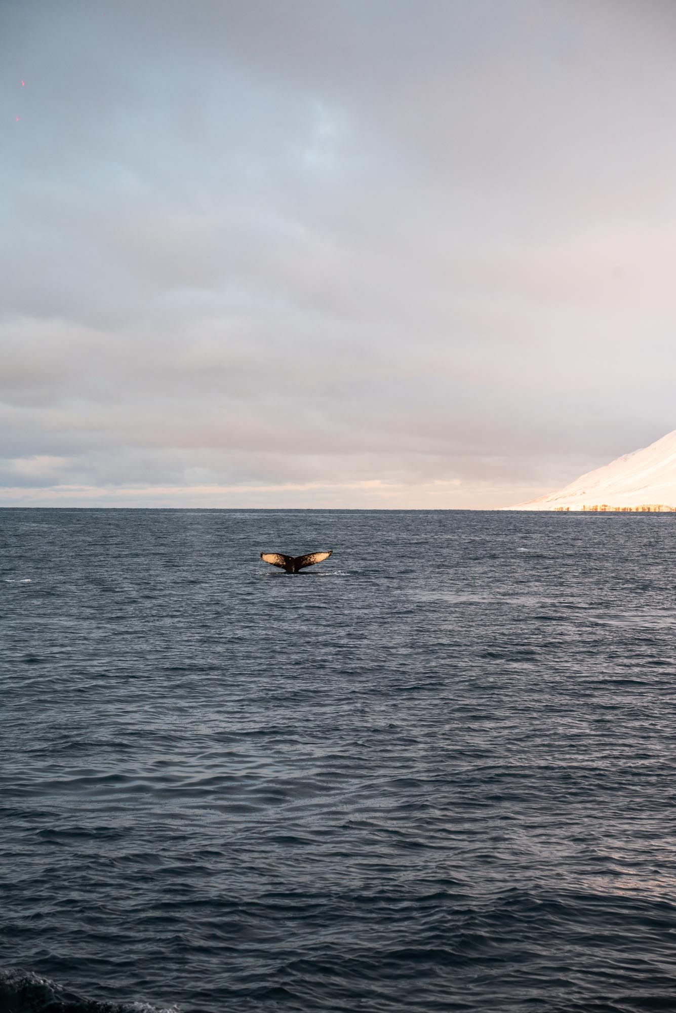 A pod of whales breaching and swimming in dark ocean waters under cloudy skies at dusk.