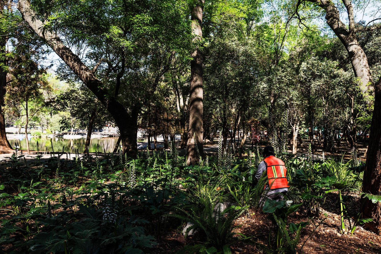 Lush green garden pathway with tropical plants and trees creating a natural shaded walkway in a park setting.