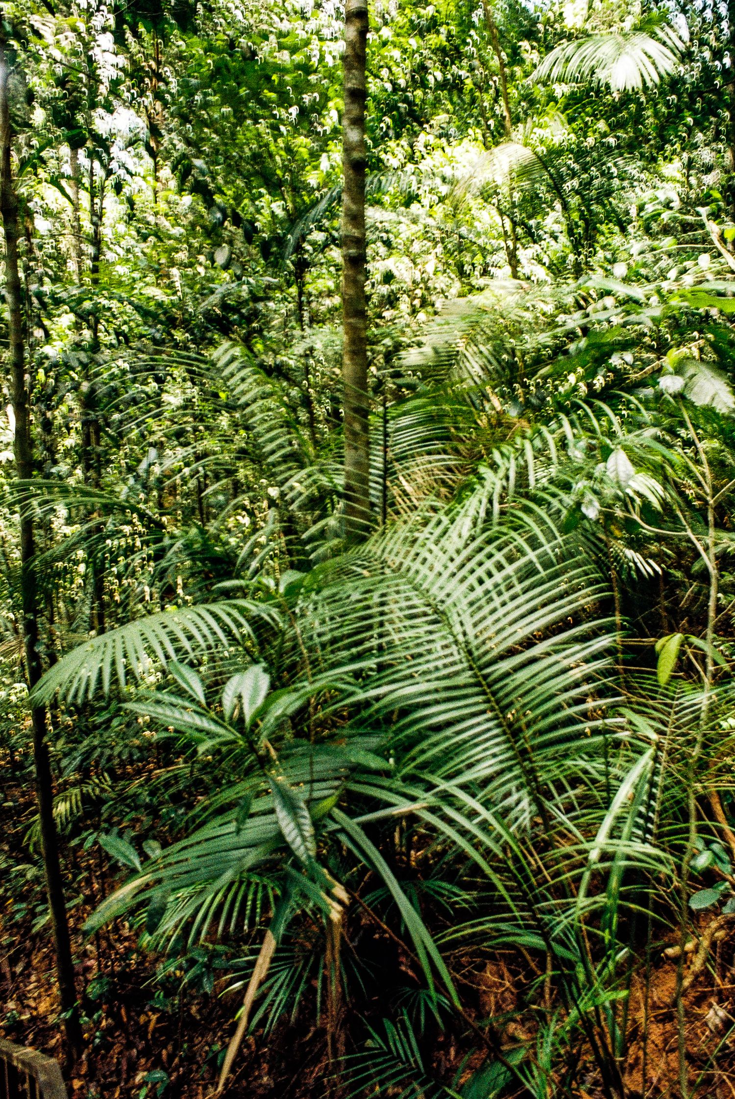 Lush tropical rainforest vegetation with palm fronds and dense green foliage in natural sunlight.