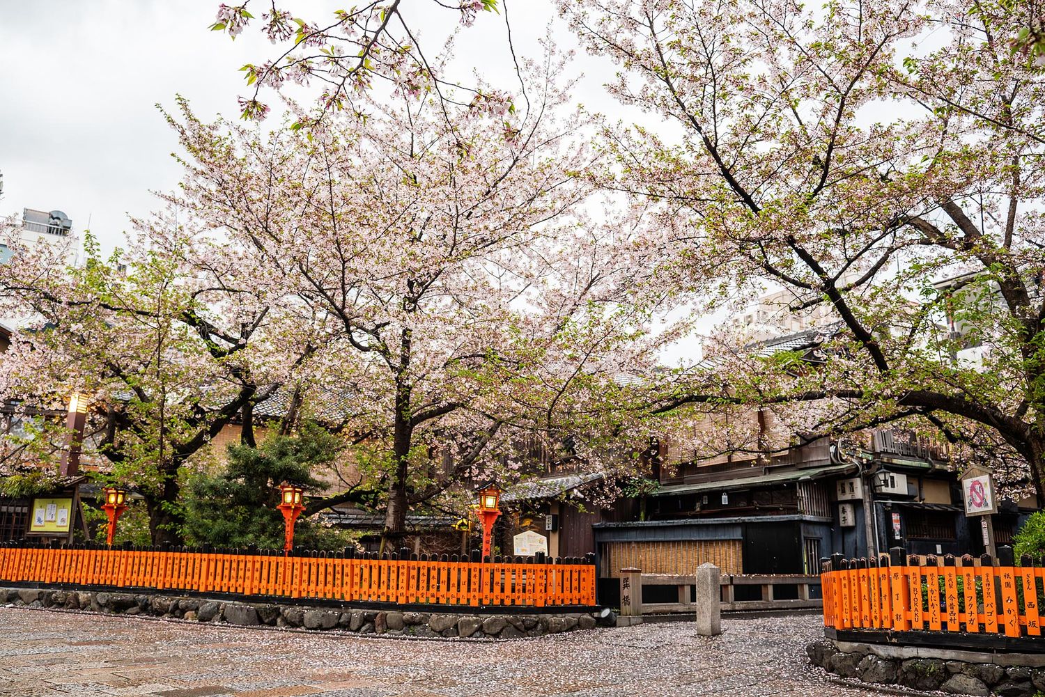 Orange lanterns line a pathway beneath blooming cherry blossom trees in a traditional Japanese garden setting.