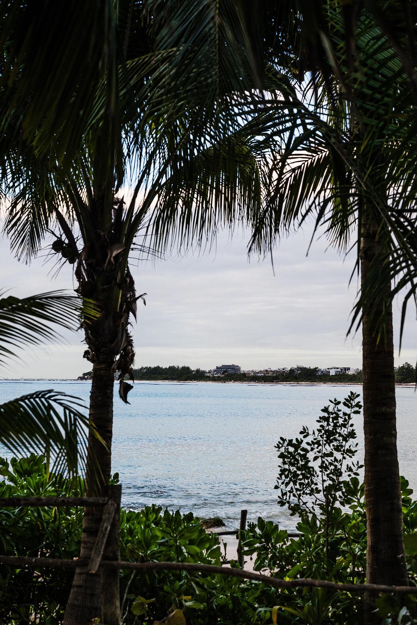Tropical ocean view through palm trees with calm turquoise waters and distant shoreline visible on the horizon.