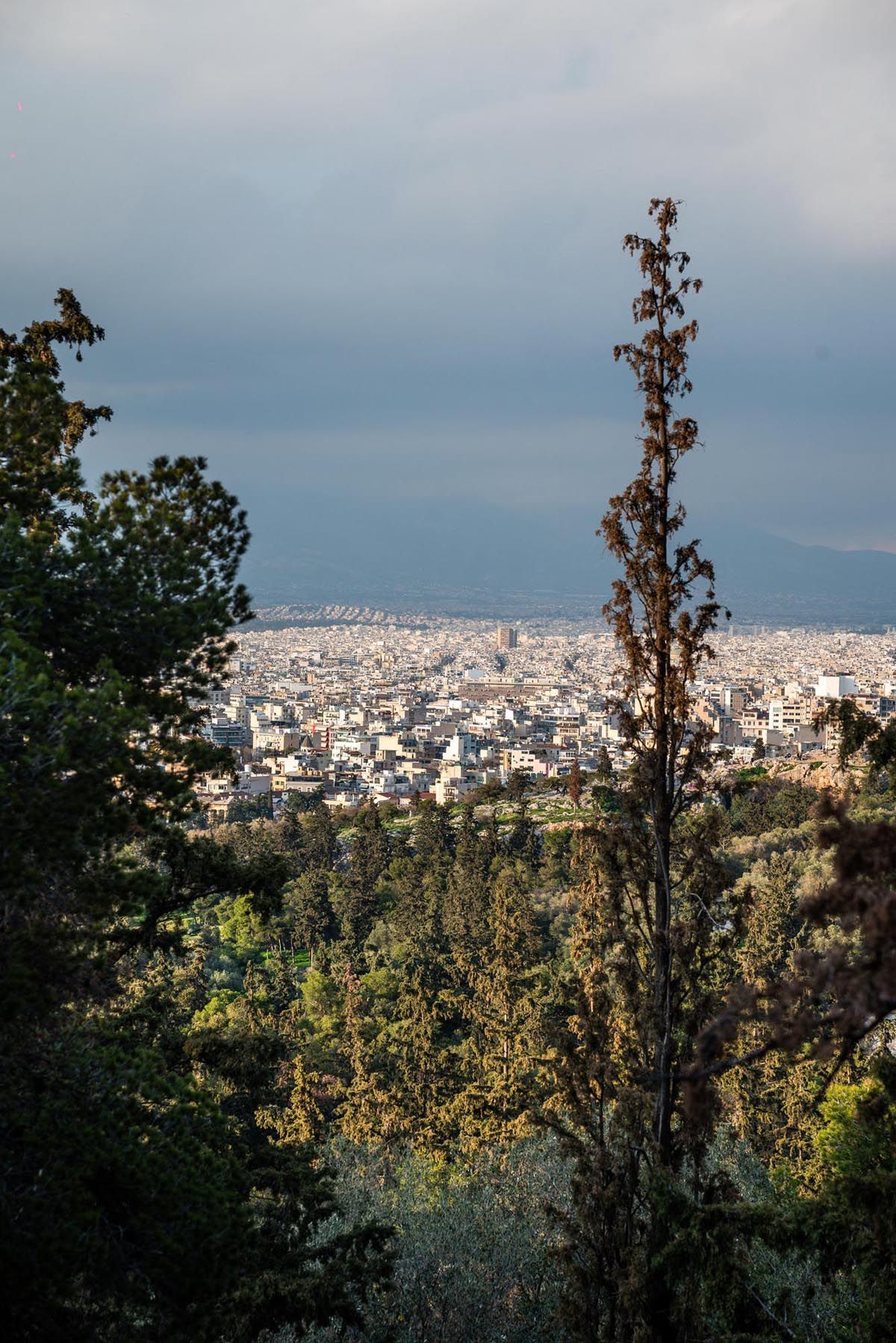 Panoramic cityscape of Athens viewed through tall cypress trees against a cloudy sky.